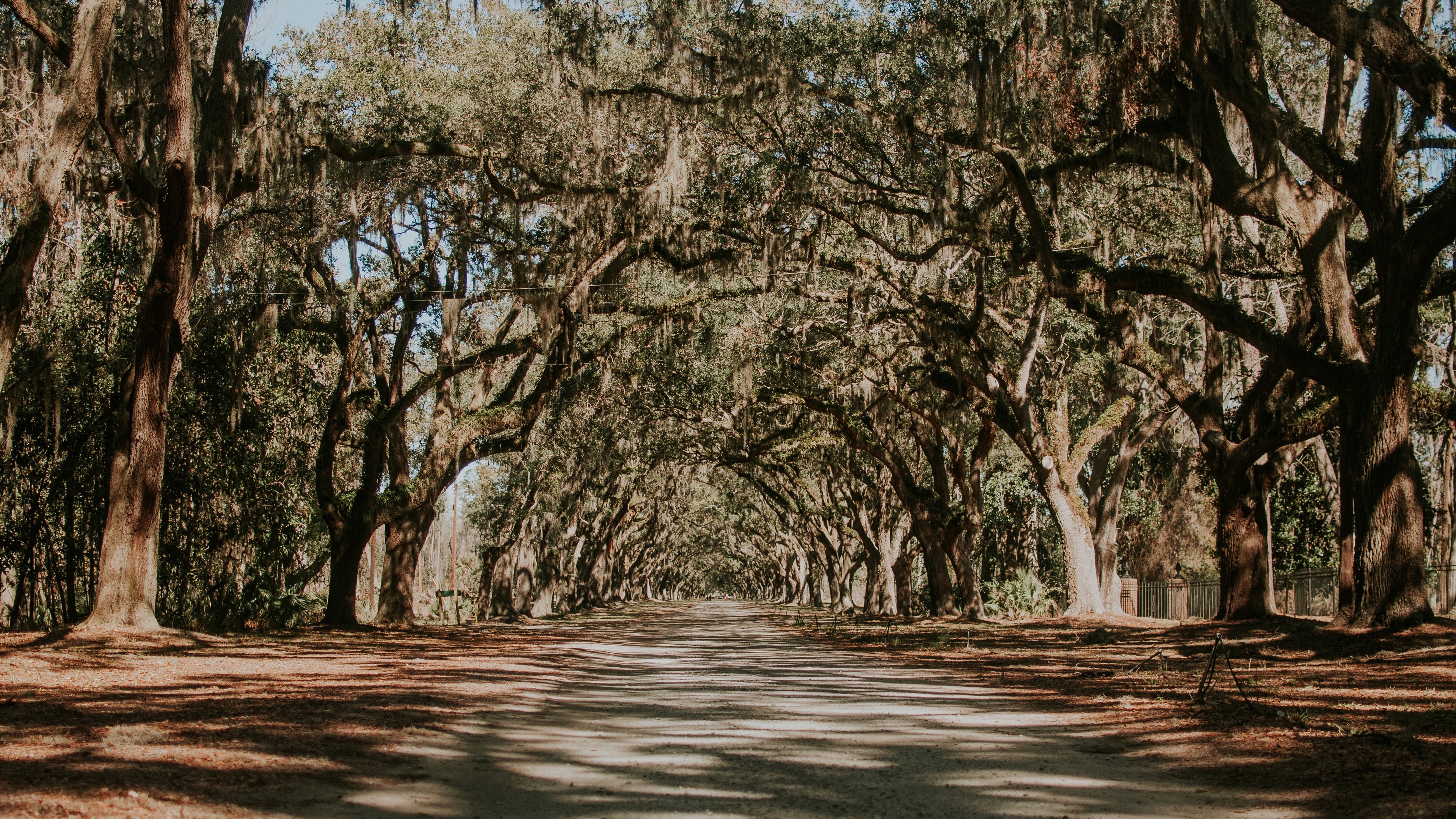 trees park shadow road 4k 1541116360