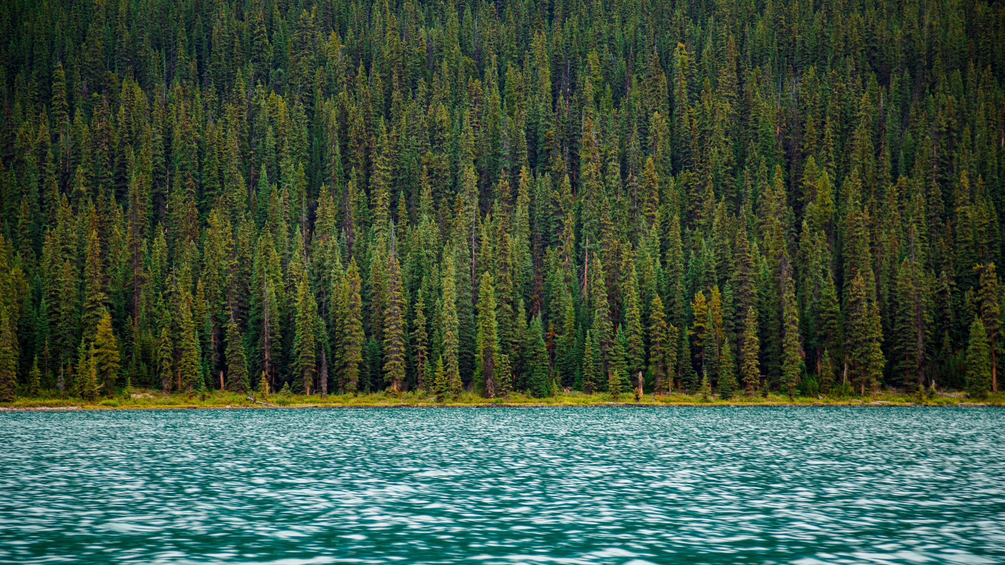 trees river water surface 4k 1541116566