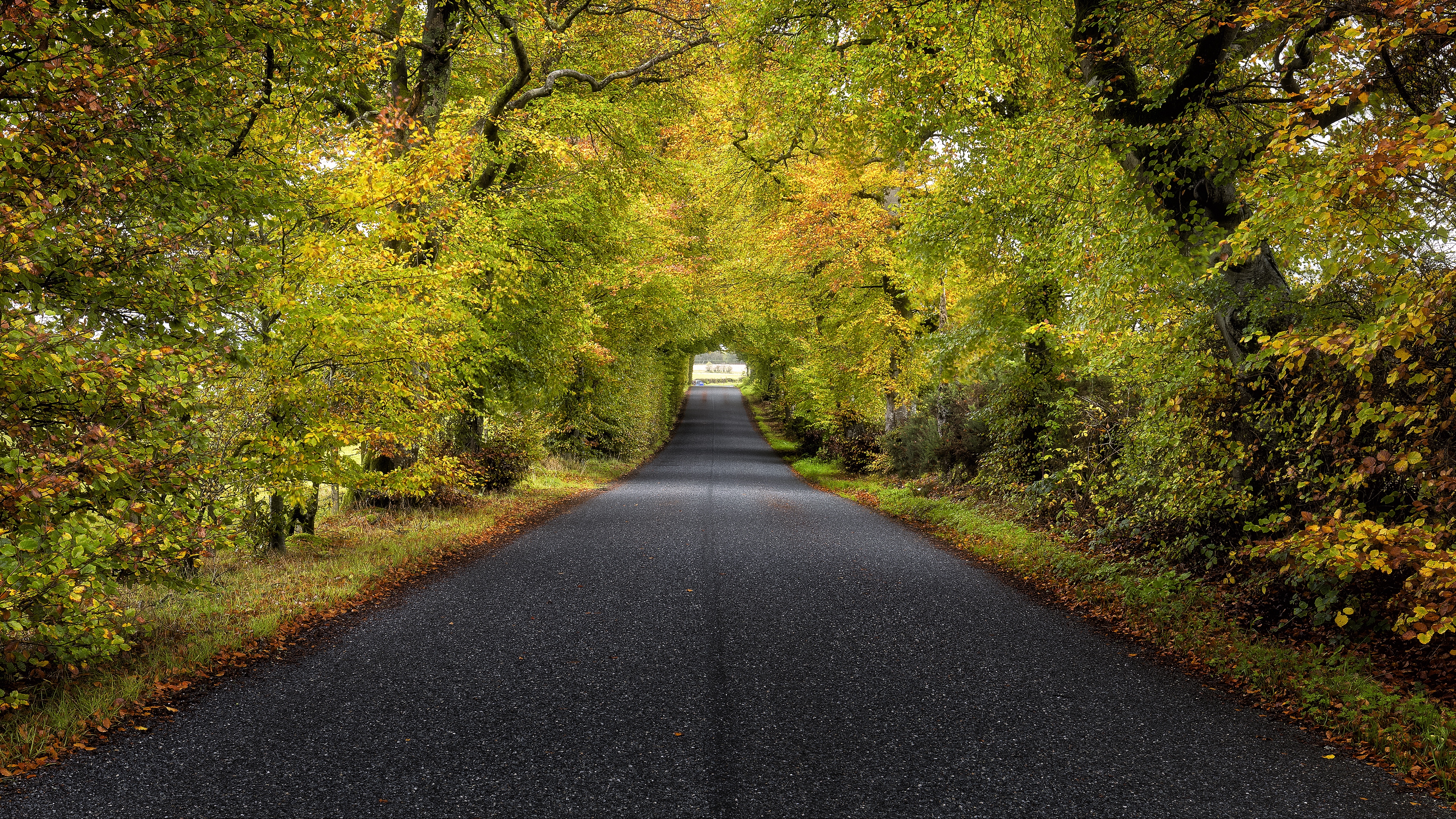 trees road autumn scotland 4k 1541115254