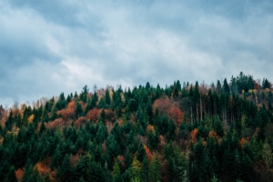 trees sky autumn top 4k 1541116610