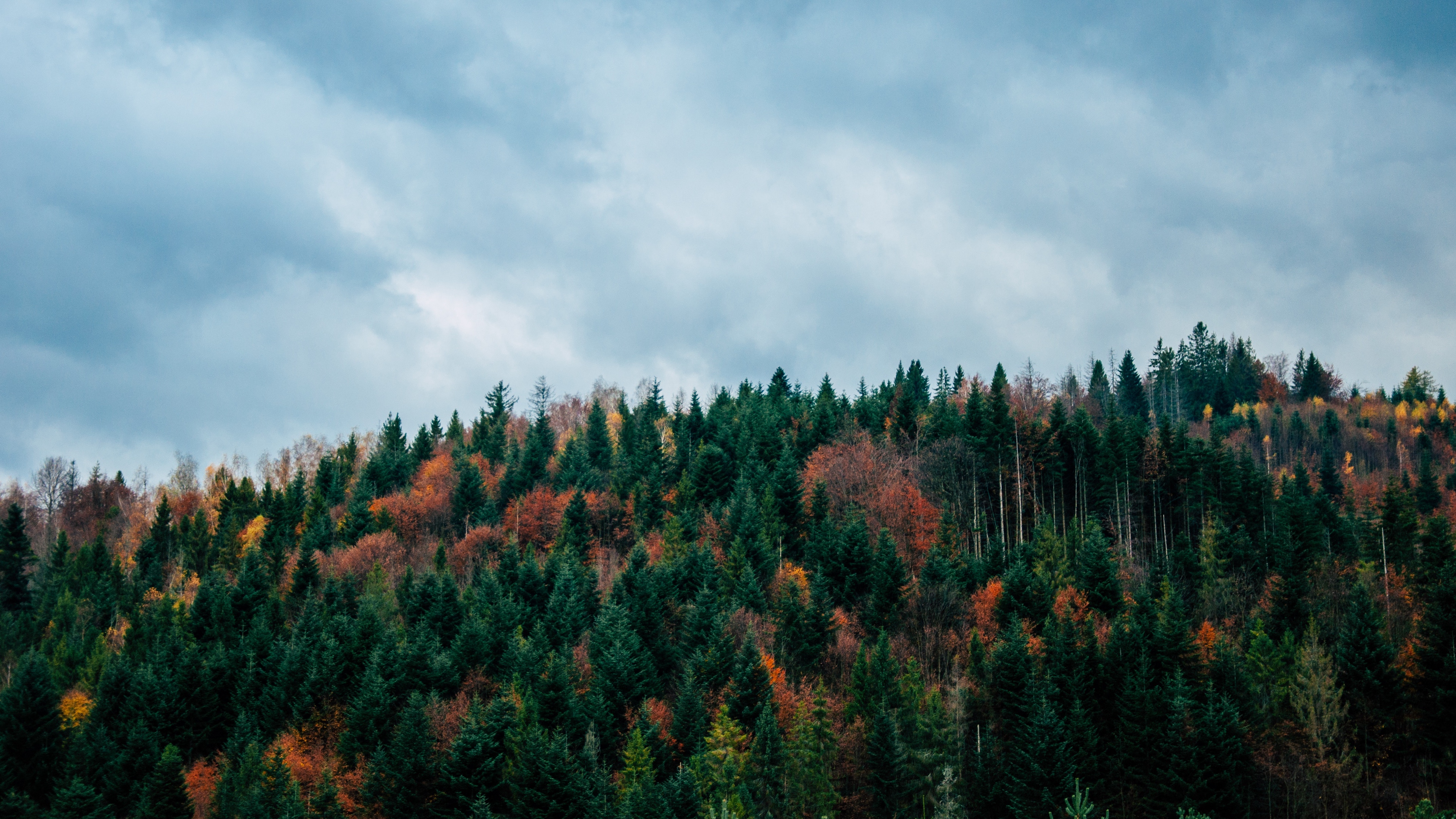 trees sky autumn top 4k 1541116610