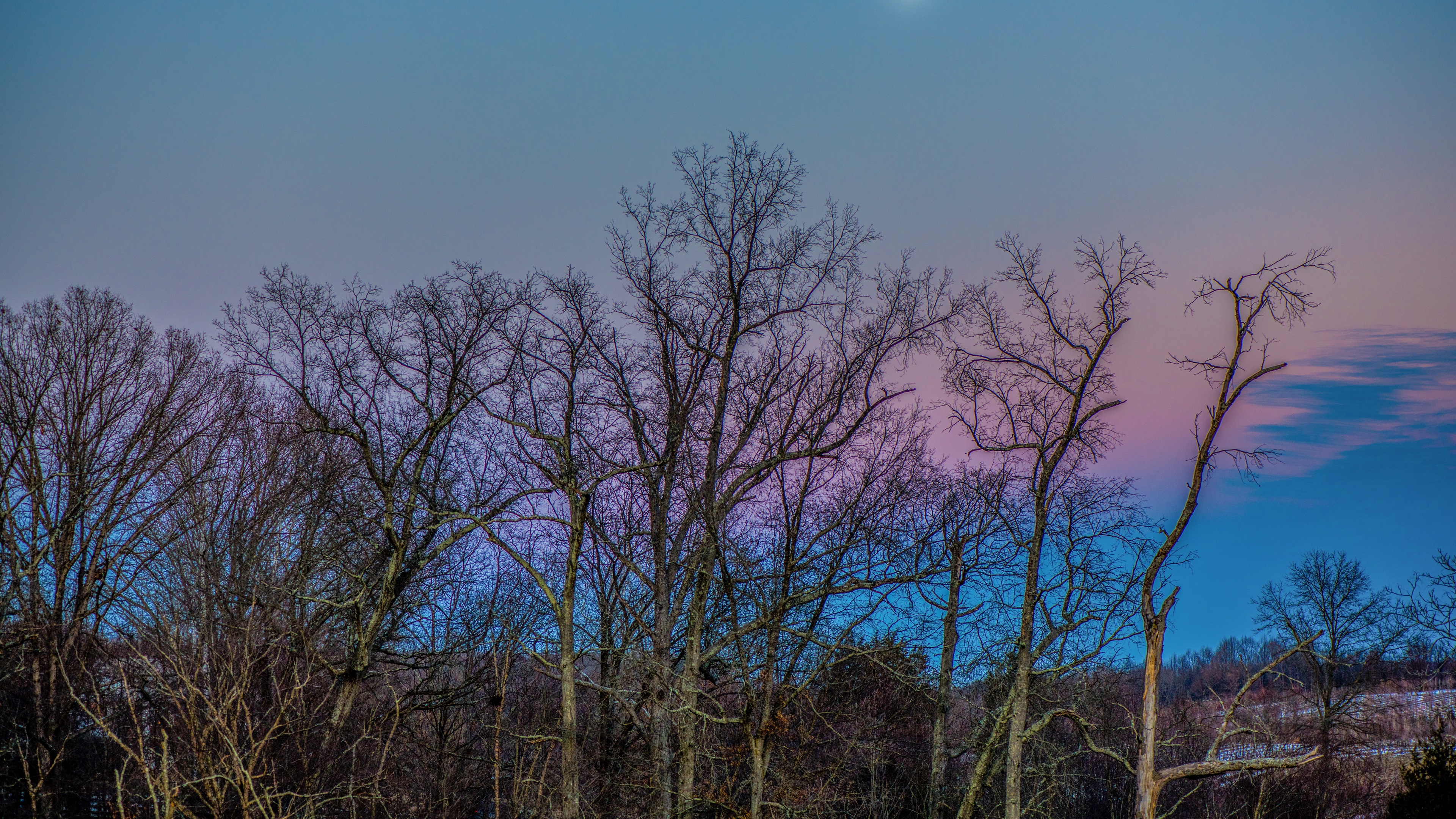 trees sky moon branches 4k 1541117393