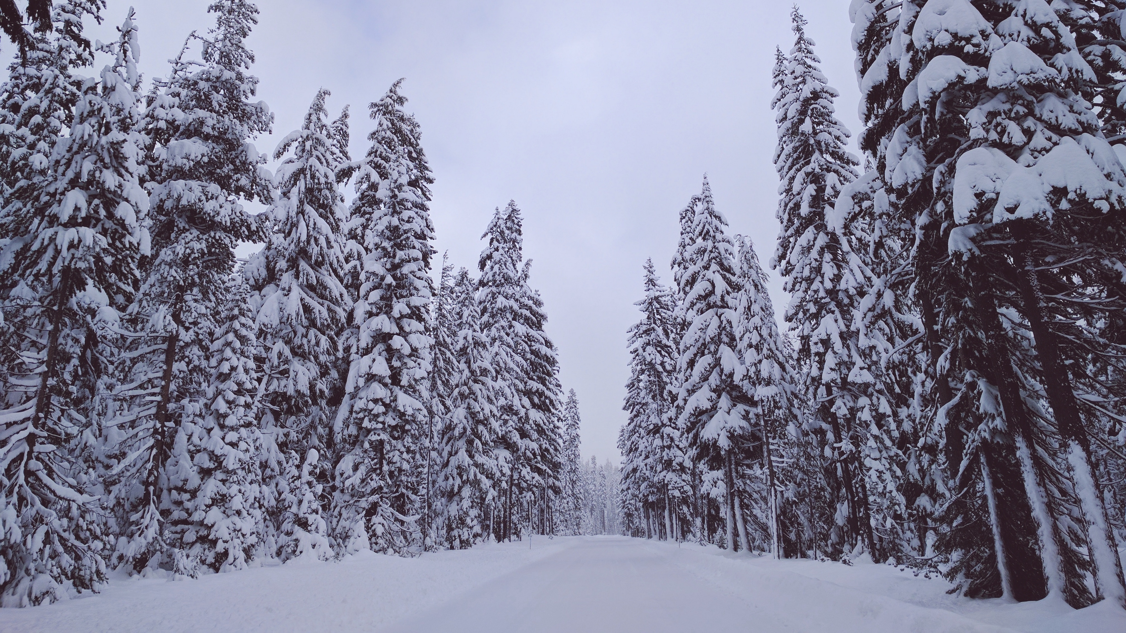 trees snow winter 4k 1541116624