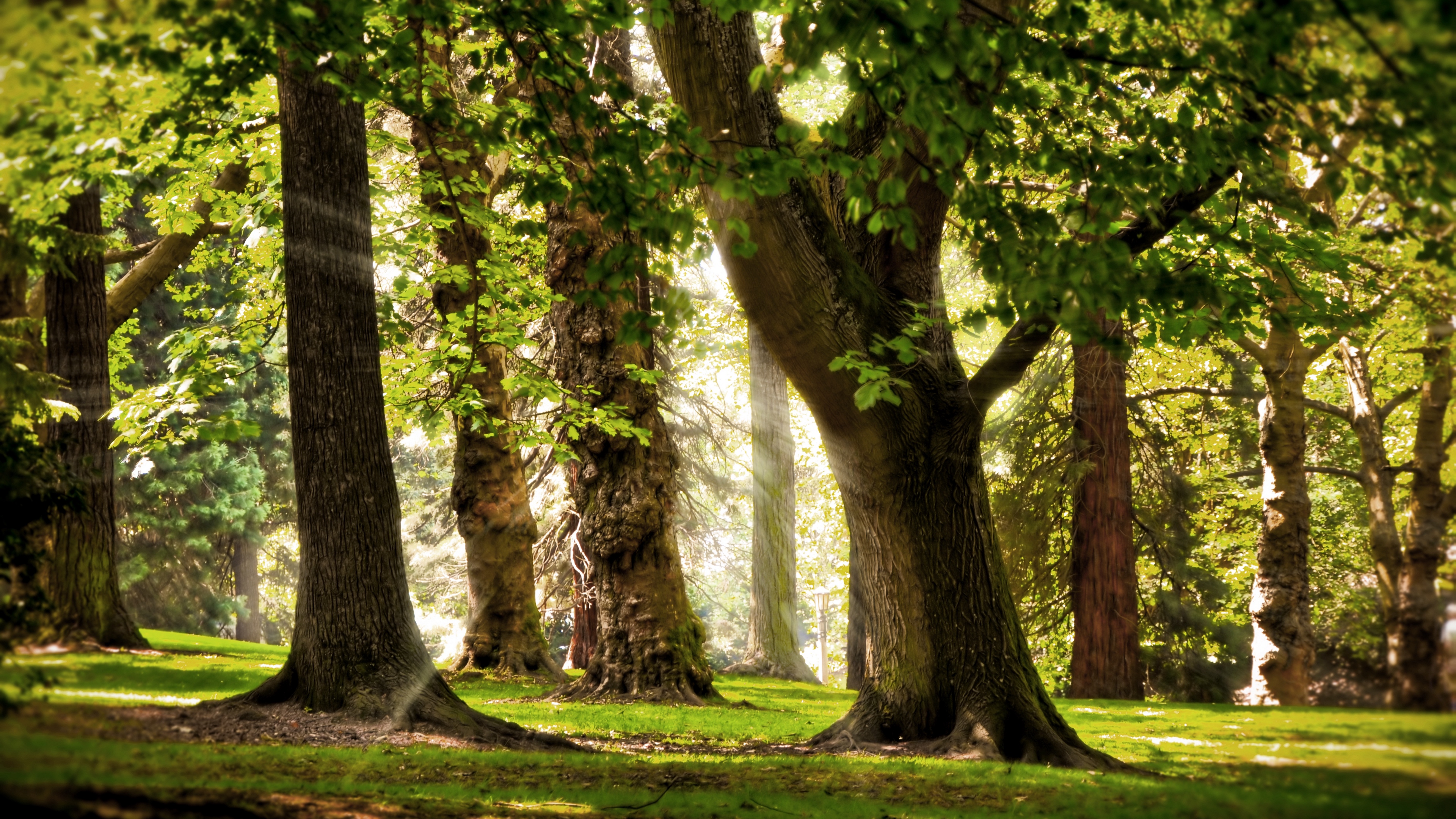 trees sun light may beams park 4k 1541114710