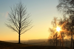 trees sunset light 4k 1541116374