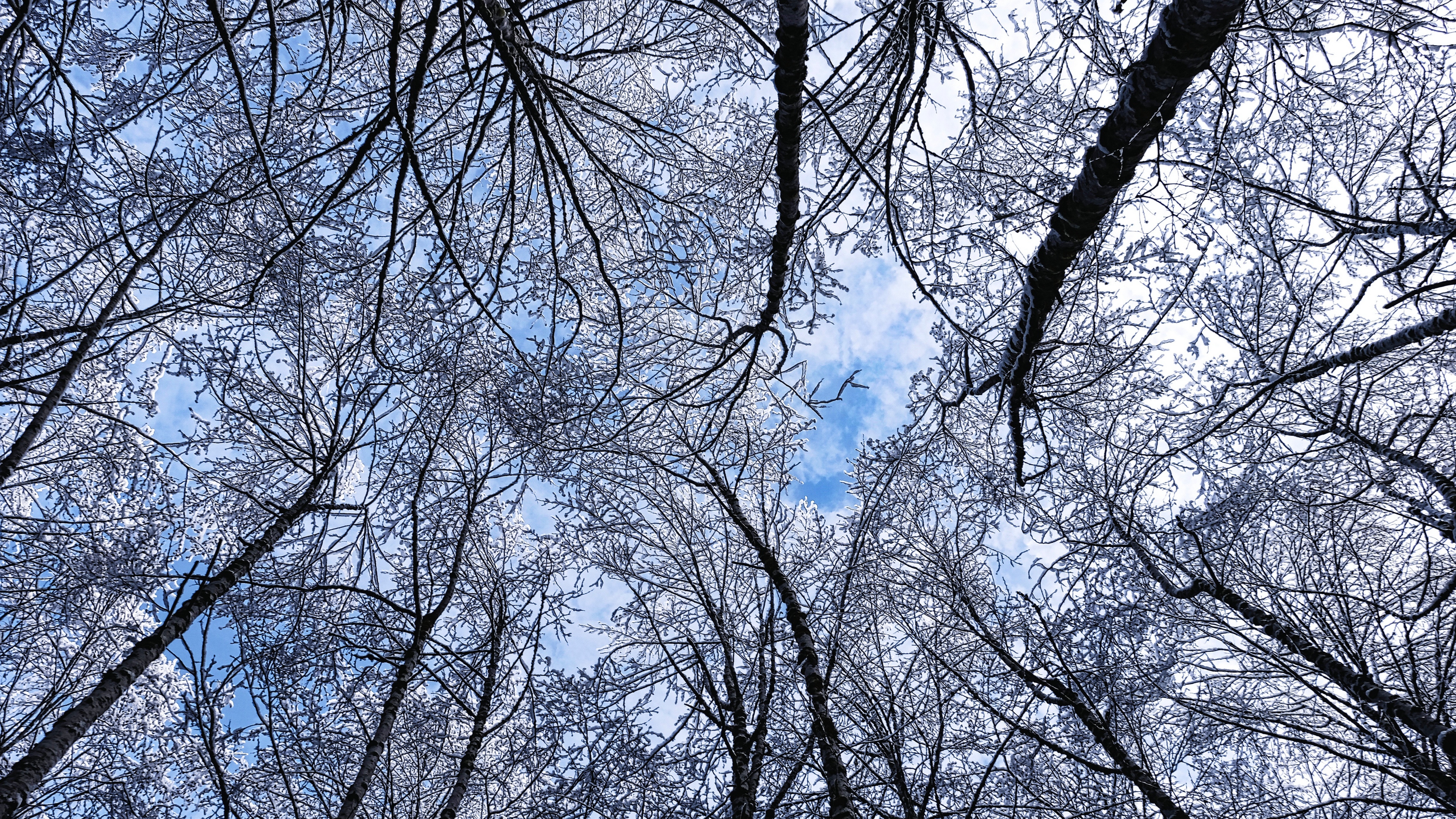 trees winter hoarfrost sky bottom view 4k 1541114156