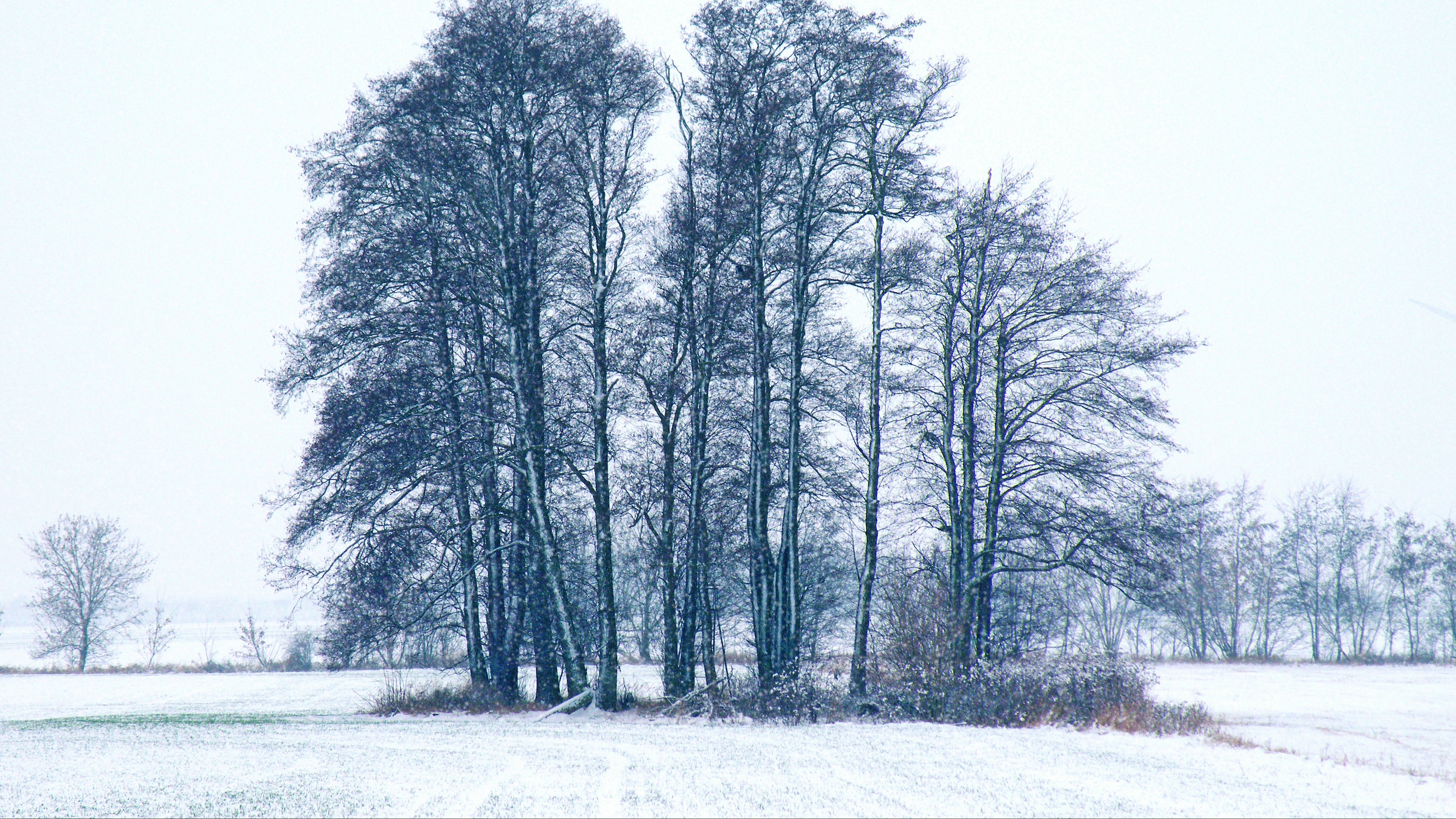 trees winter snow 4k 1541116555