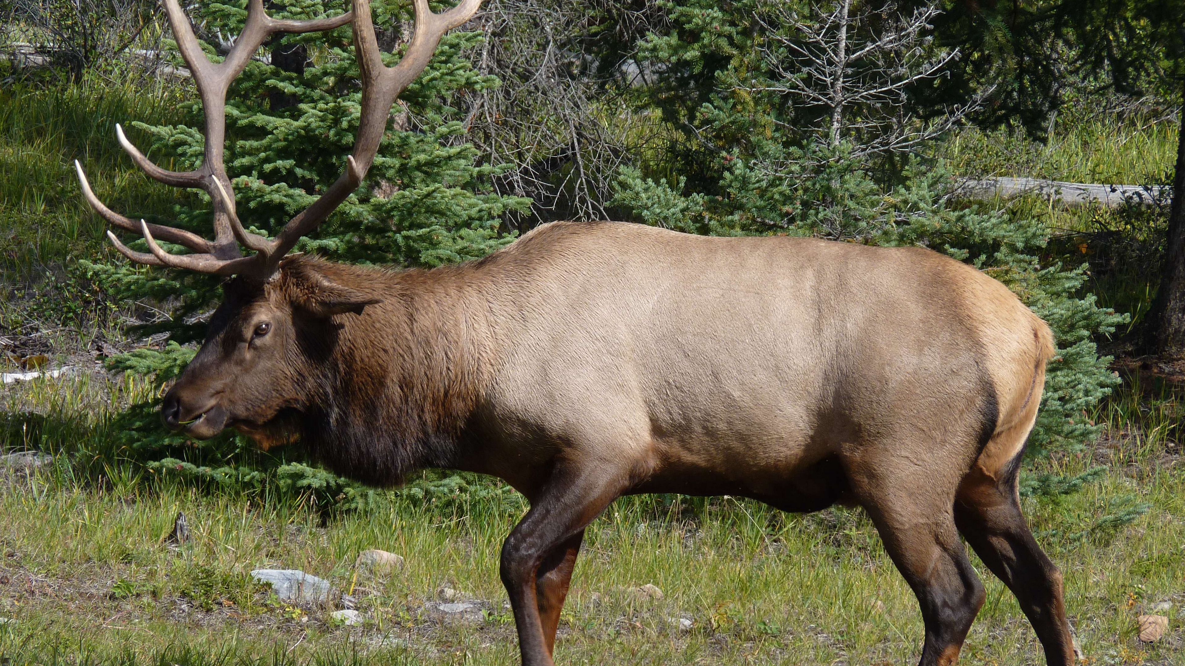 wapiti deer large grass forest 4k 1542242630