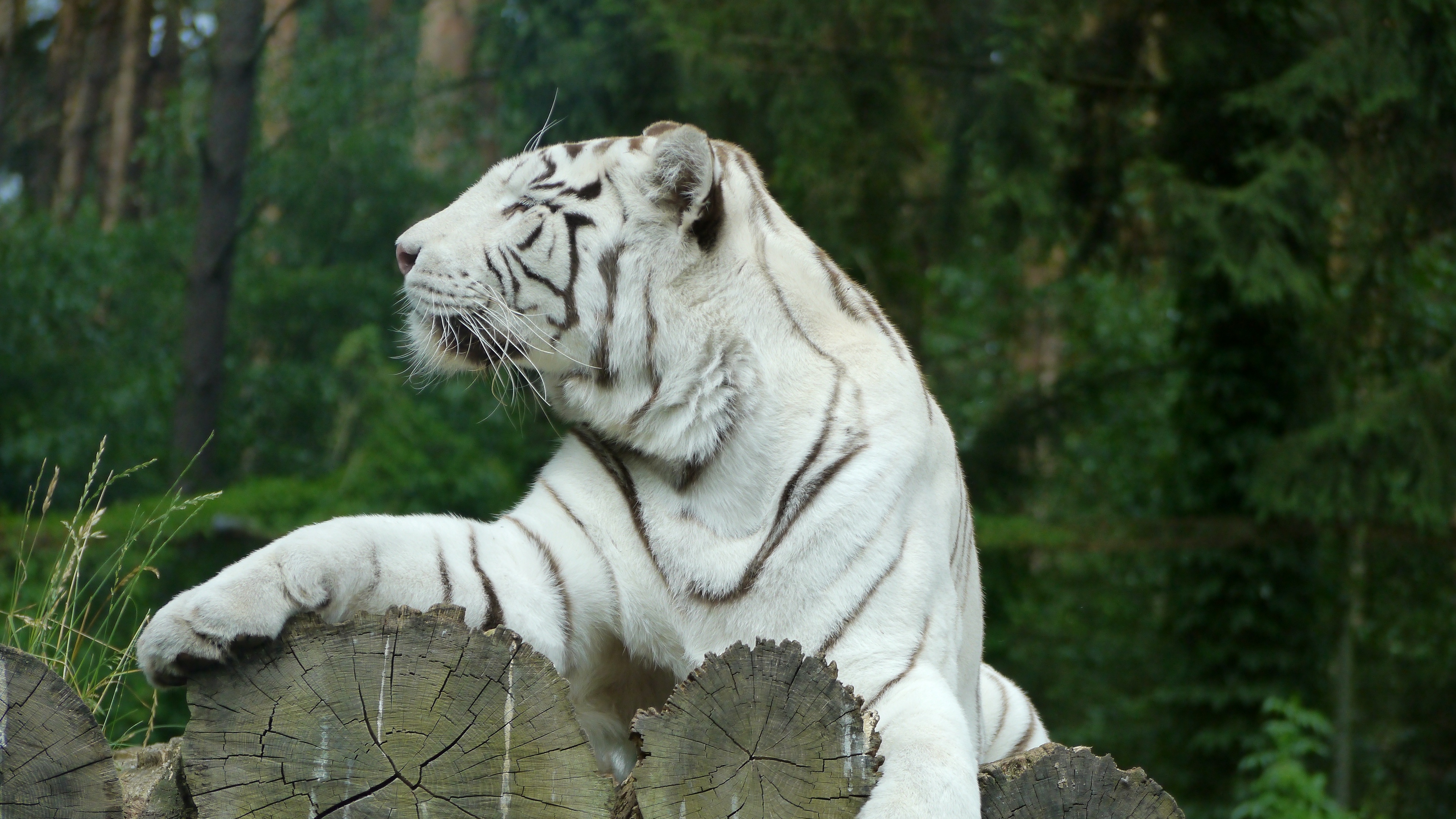 white tiger bengal tiger predator 4k 1542241353