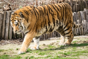 wild tiger in zoo 4k 1542238872