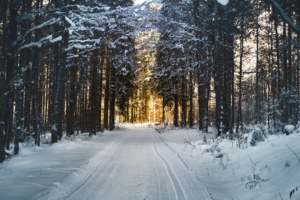 winter trees forest road 4k 1541114488