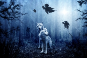 wolf predator forest 4k 1542238415