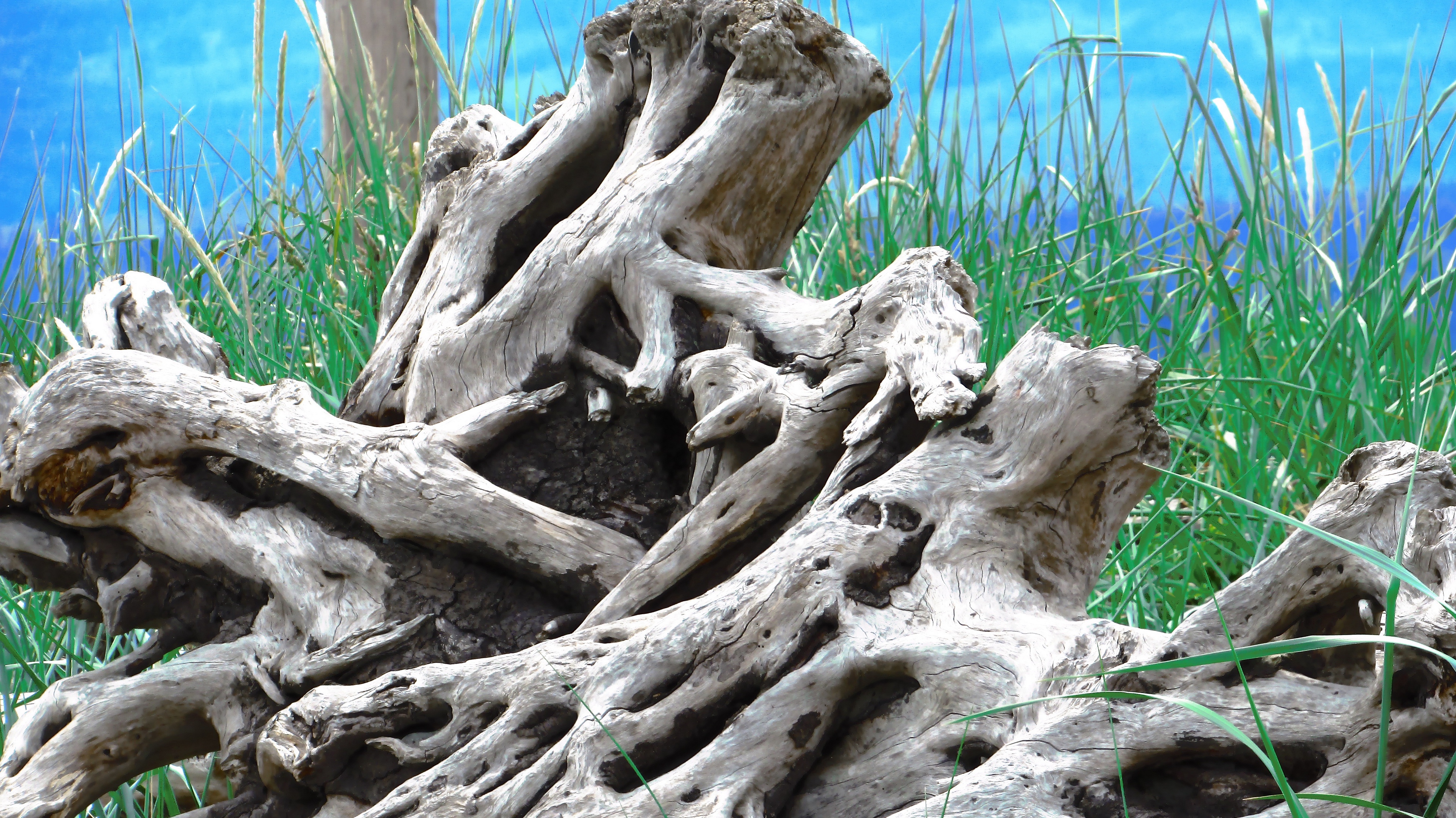 wood old roots branches 4k 1541117351