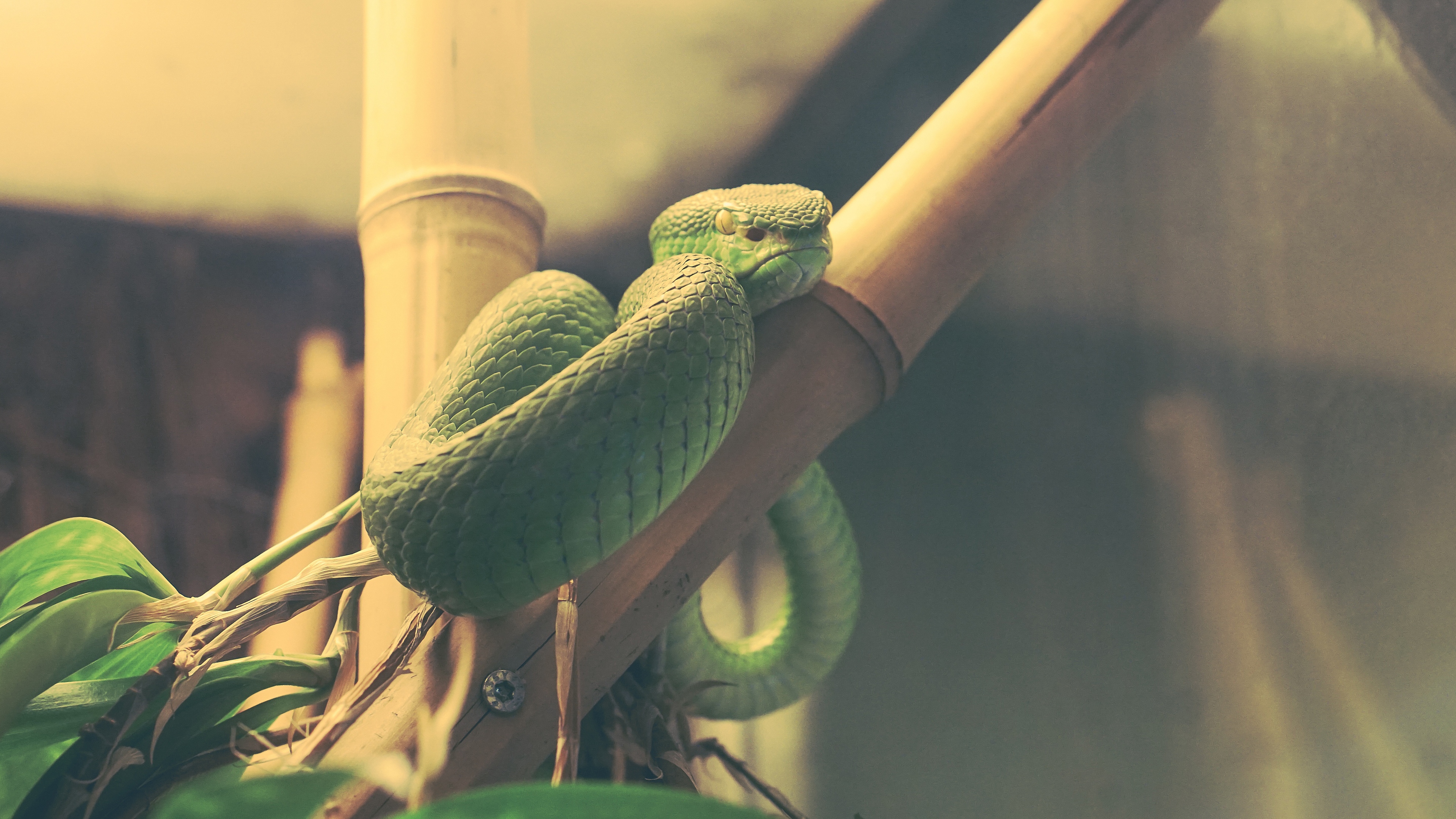 wood snake snake terrarium reptile 4k 1542241455