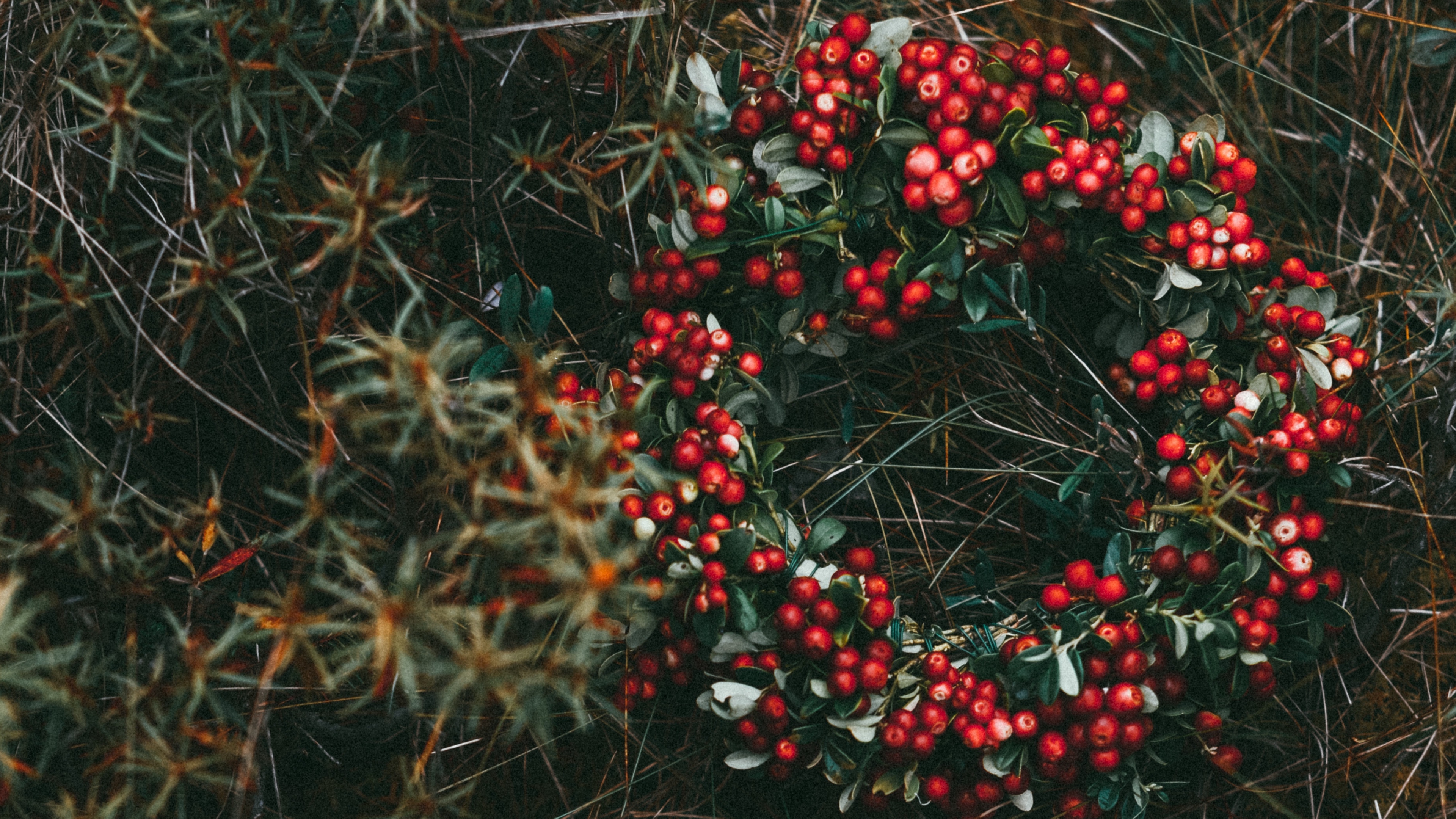 wreath berries grass blur 4k 1541115431