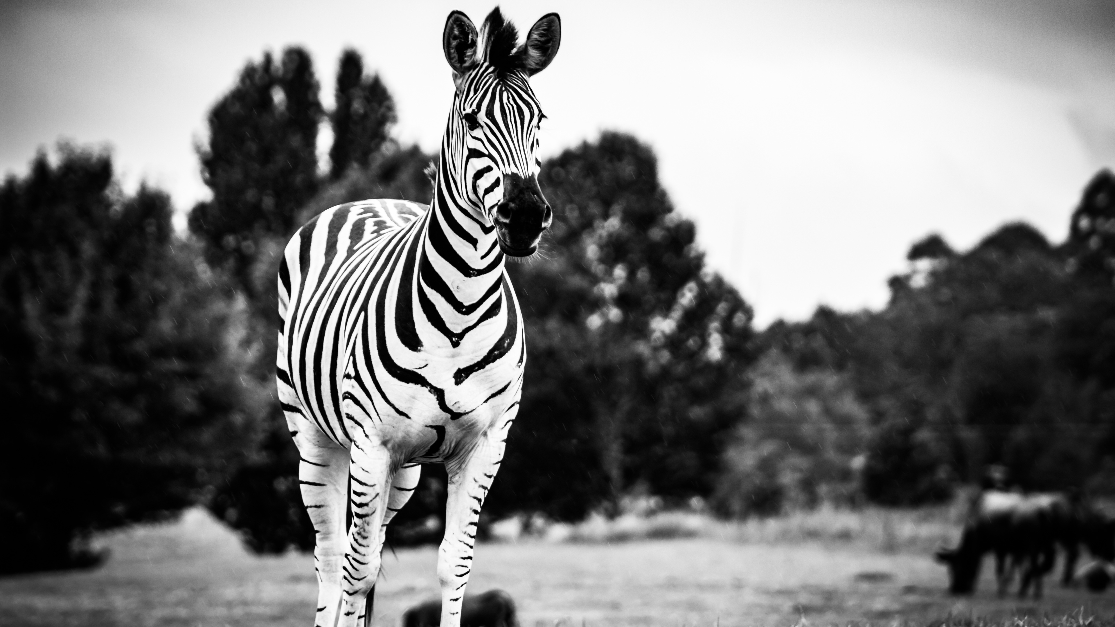 zebra black and white 4k 1542238299