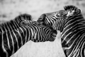 zebras black and white 4k 1542238609