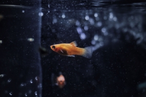 goldfish 4k 1546279438