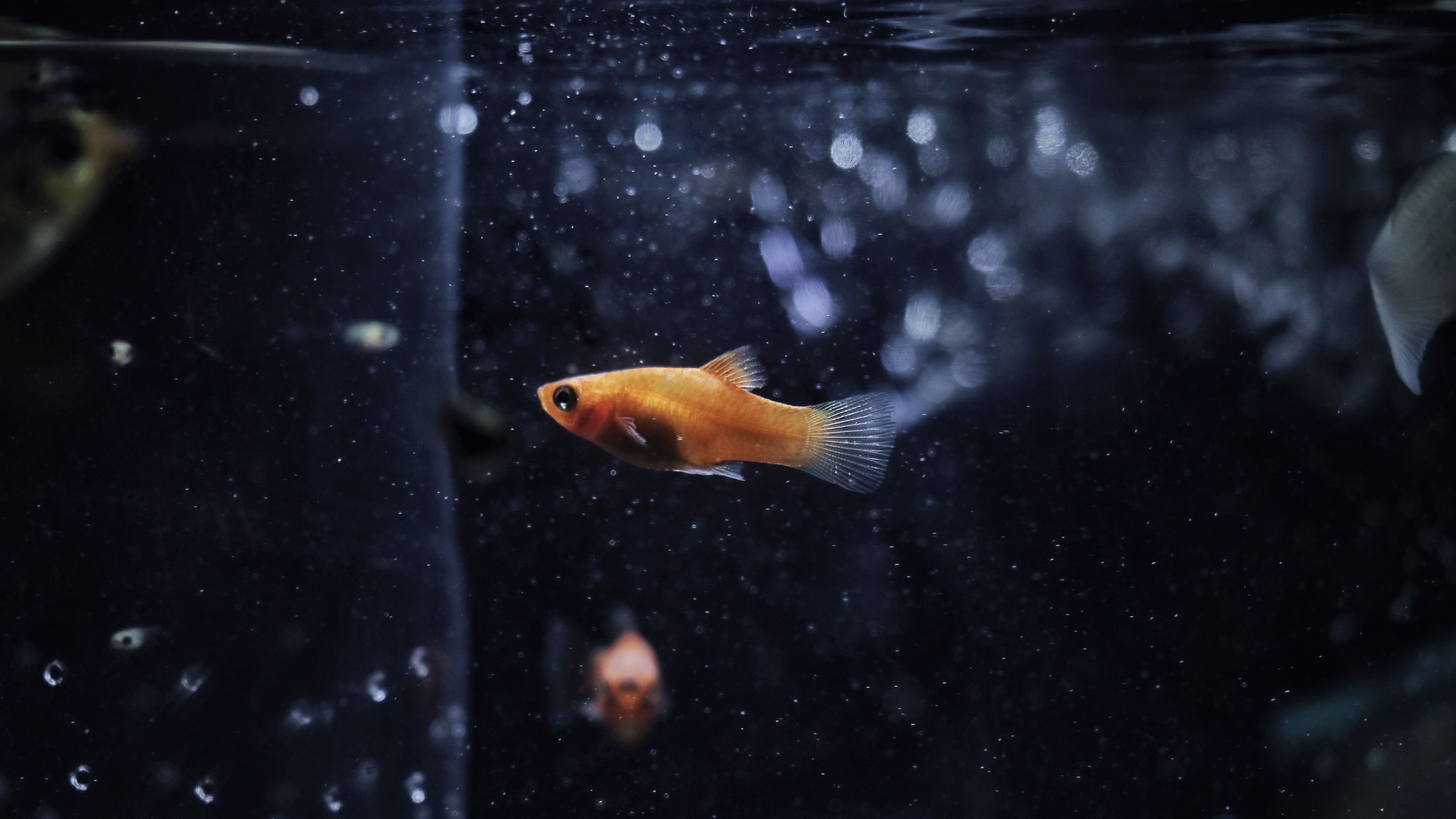 goldfish 4k 1546279438