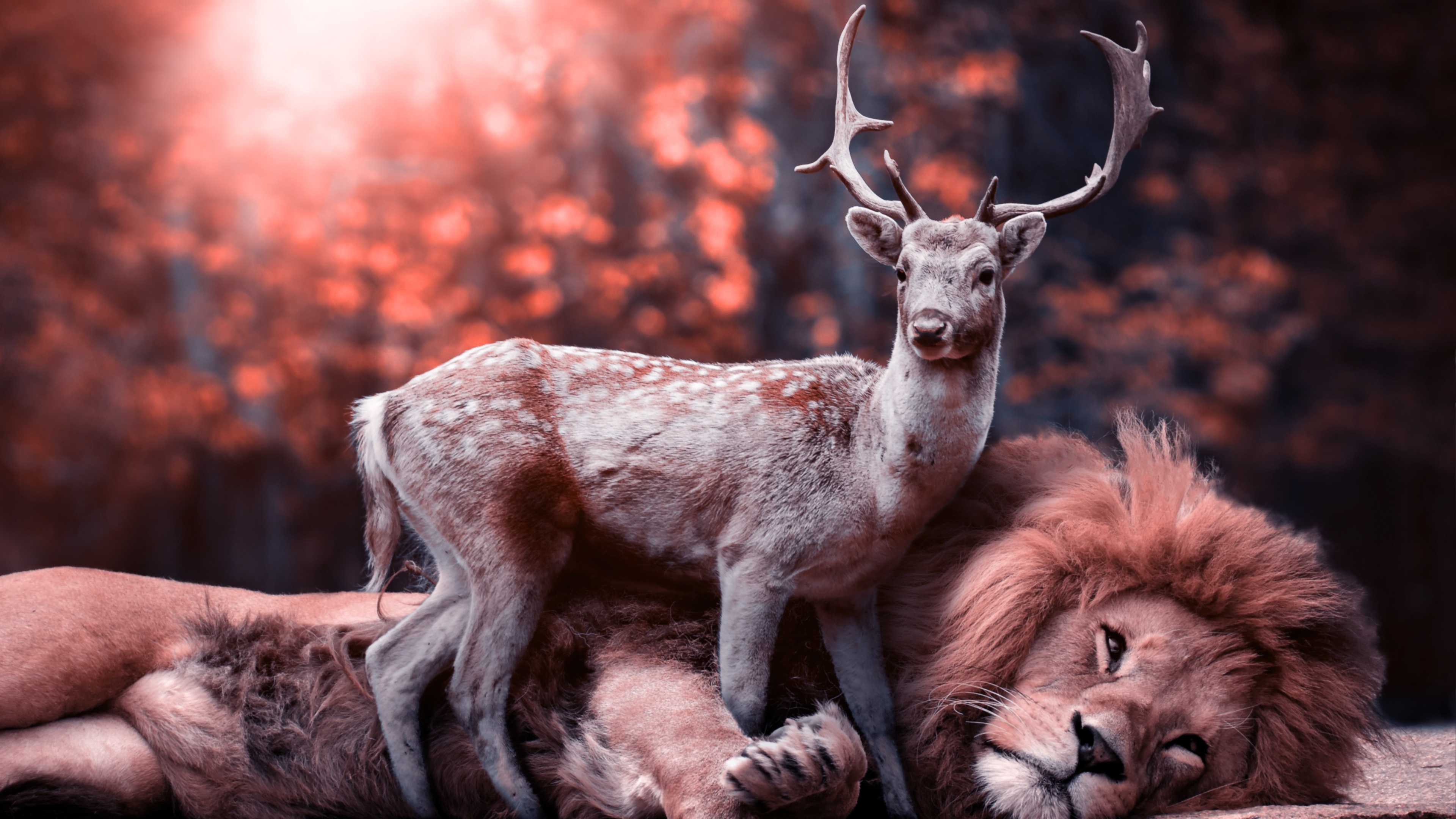 Lion Deer 4k photography wallpapers, lion wallpapers, hd ...