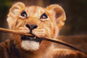 lion with stick in mouth 4k 1546279482