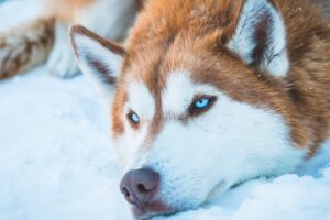 siberian husky in snow 4k 1546279473