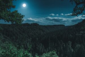 dark night forest view 4k 1551643806