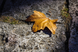 fallen autumn leaf 4k 1551643242