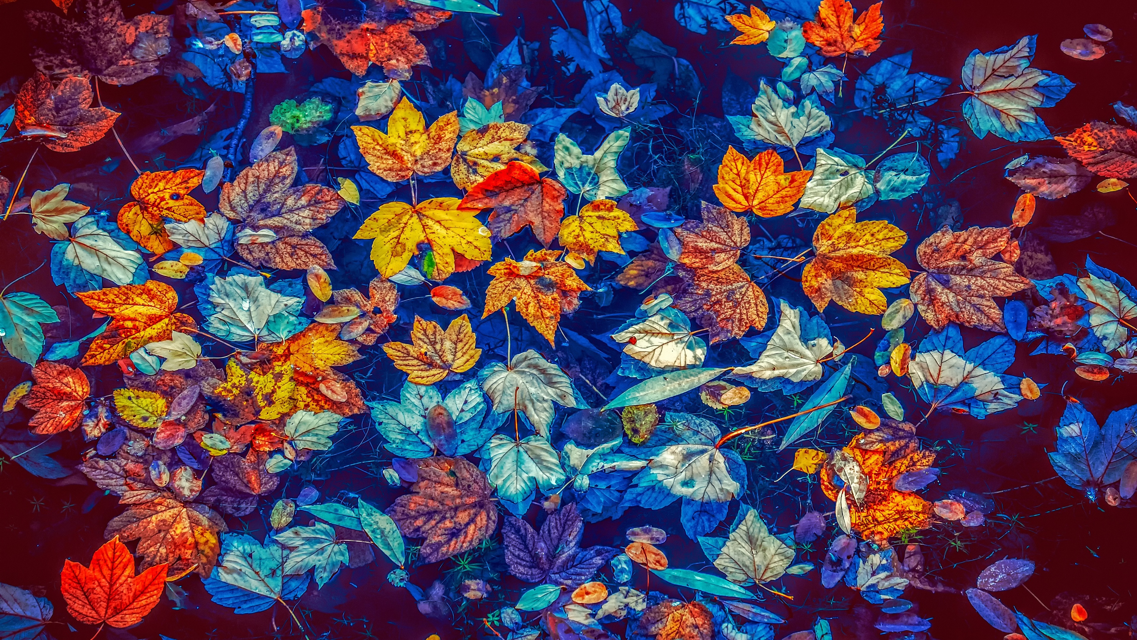 fallen leaves in water 4k 1551643322