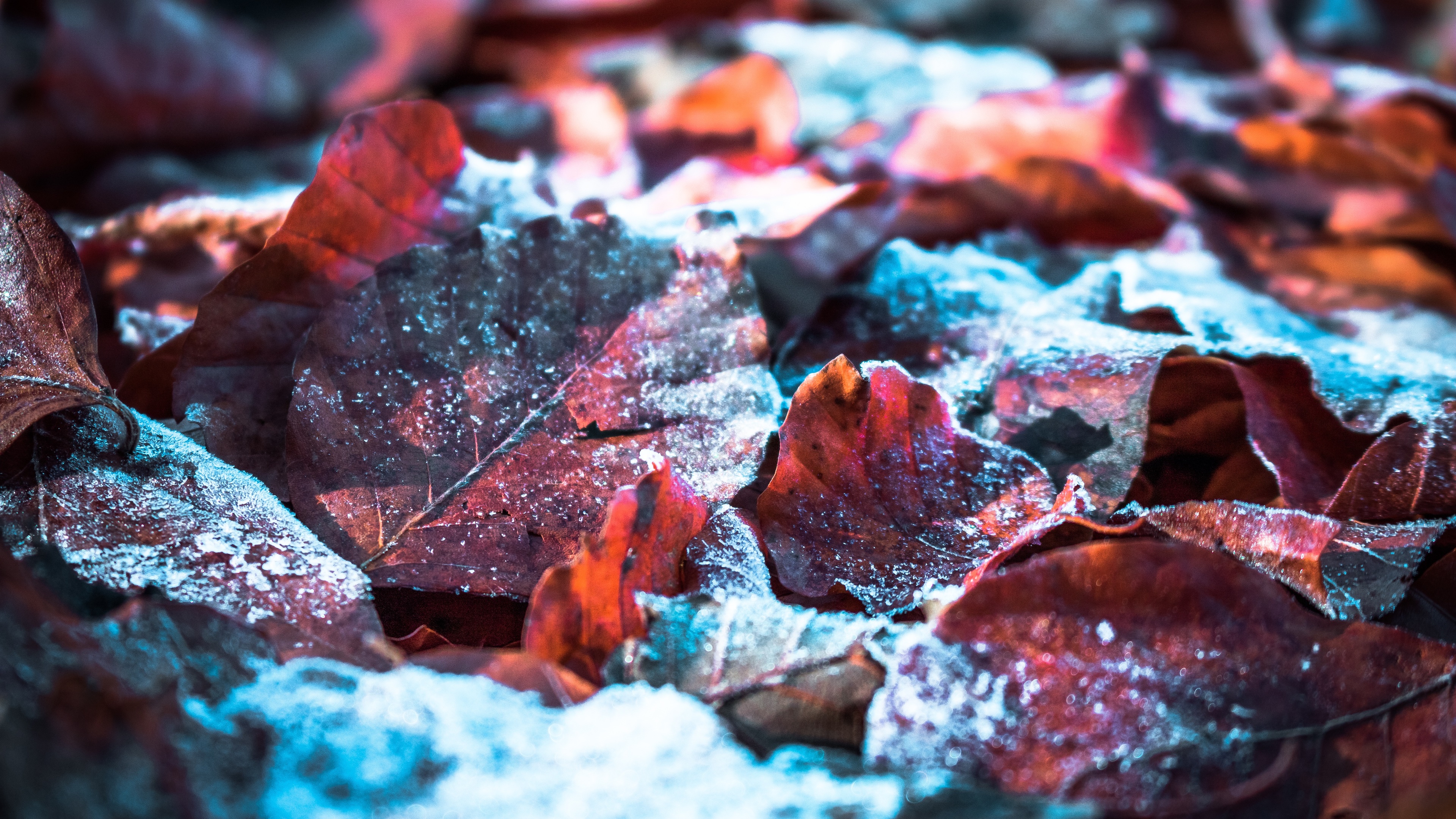 fallen snow on leaf 4k 1551643953