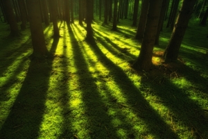 forest trees sunbeam 1551644514