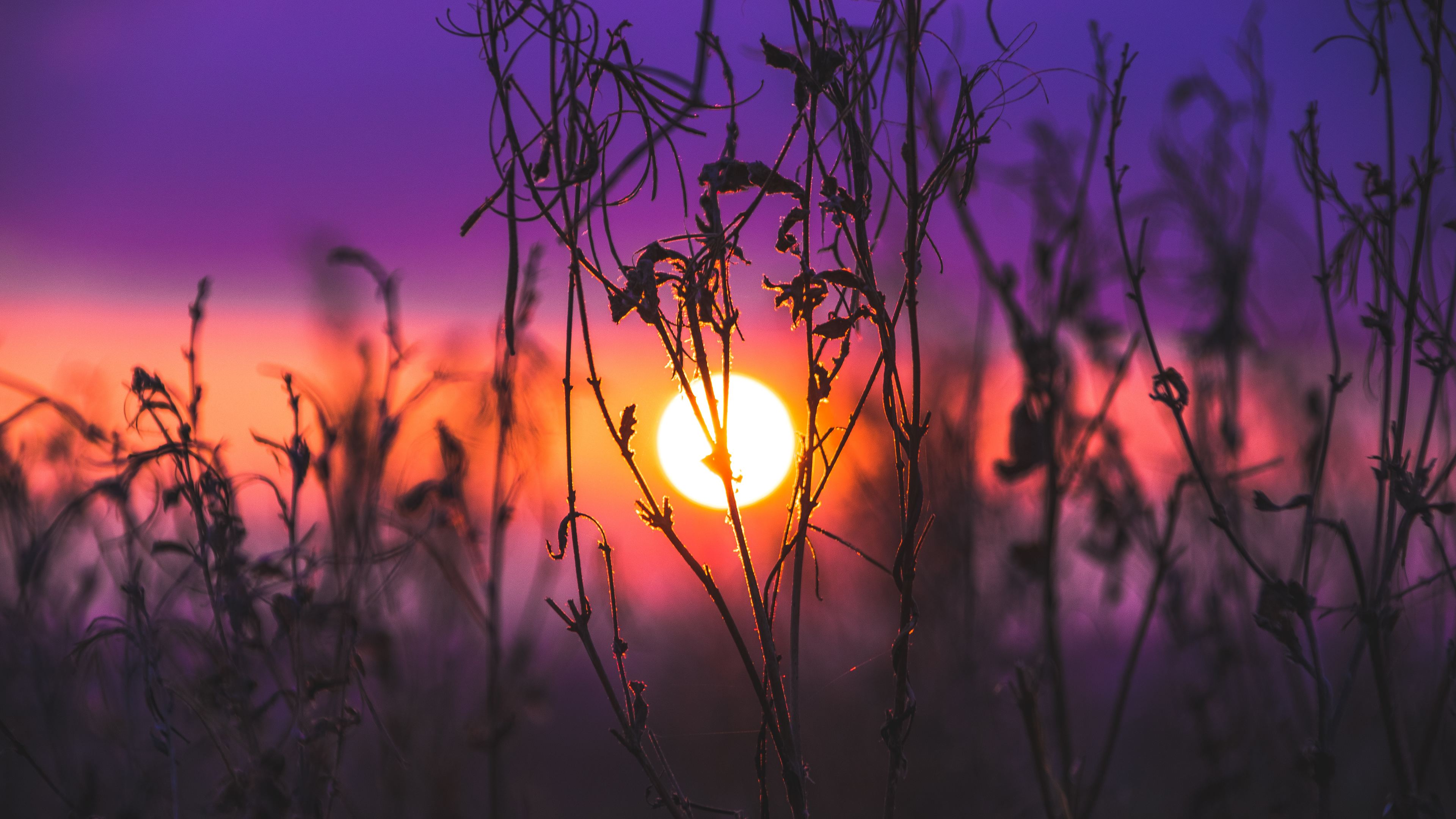 morning glow grass field 1551643340