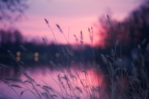 plants spike lake reeds 4k 1551643718