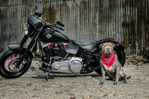 harley davidson and dog 1560535683