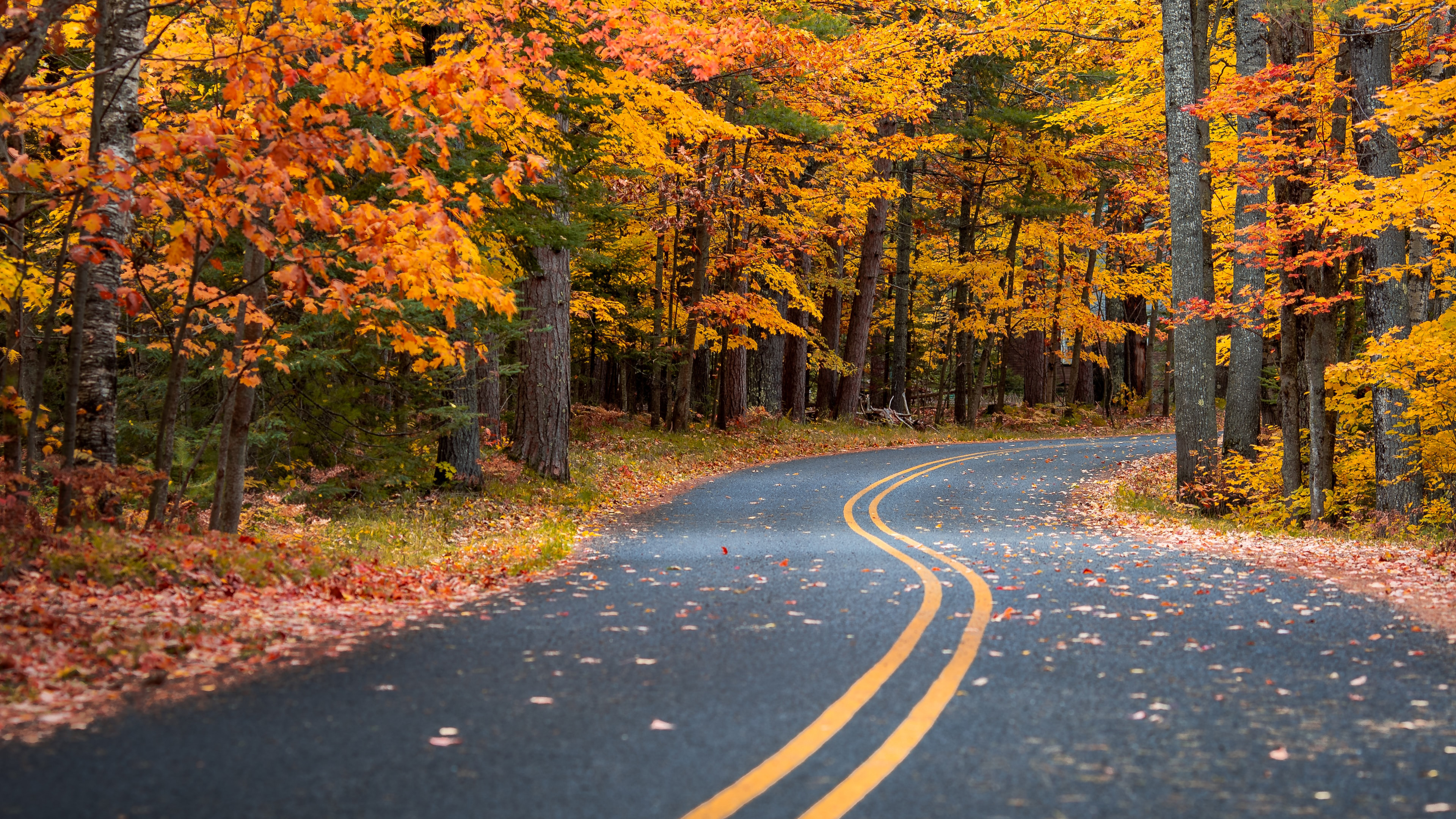 Autumn Drive Road