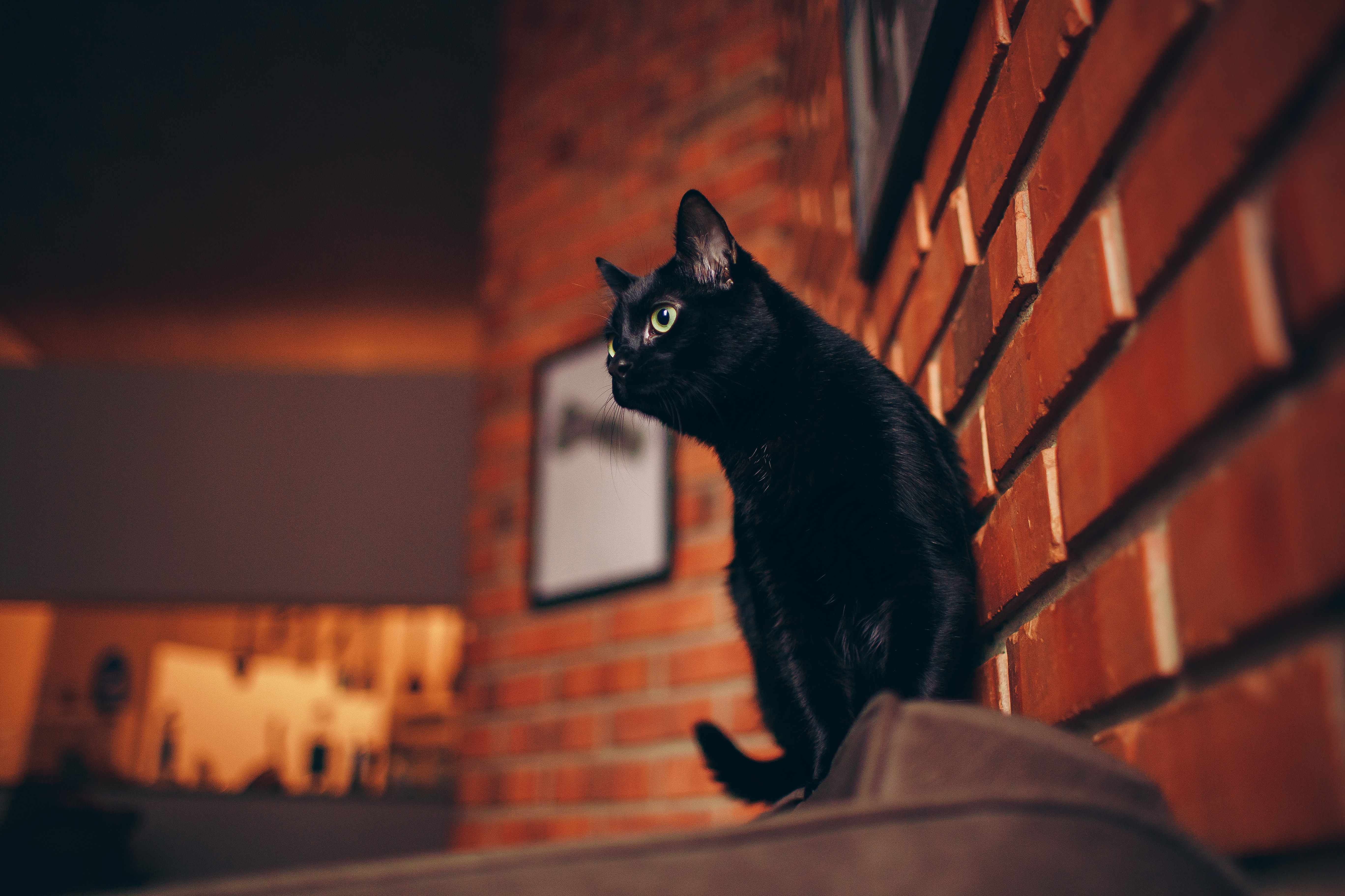 black cat portrait 1574938126