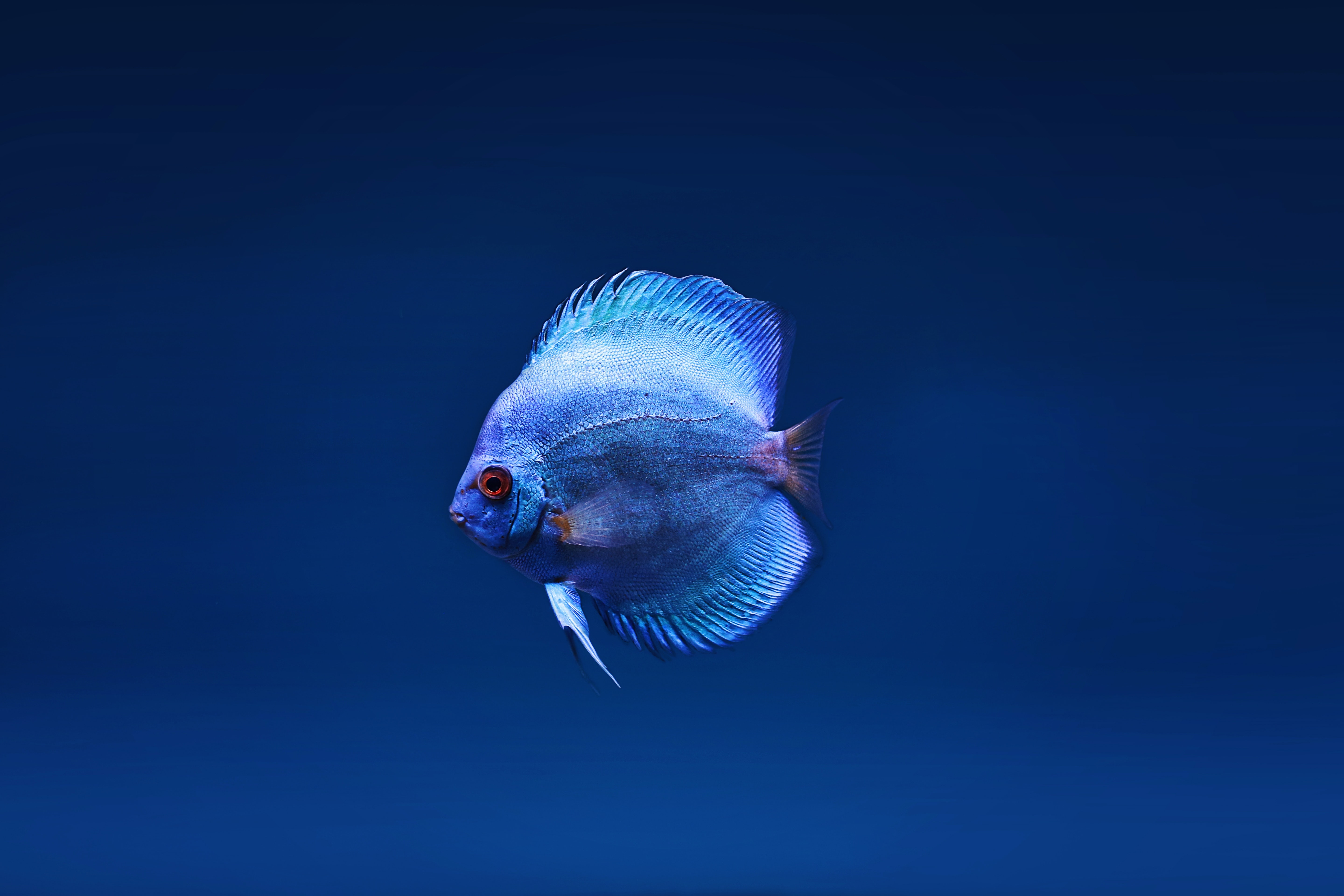 Fish Wallpapers Free HD Download 500 HQ  Unsplash