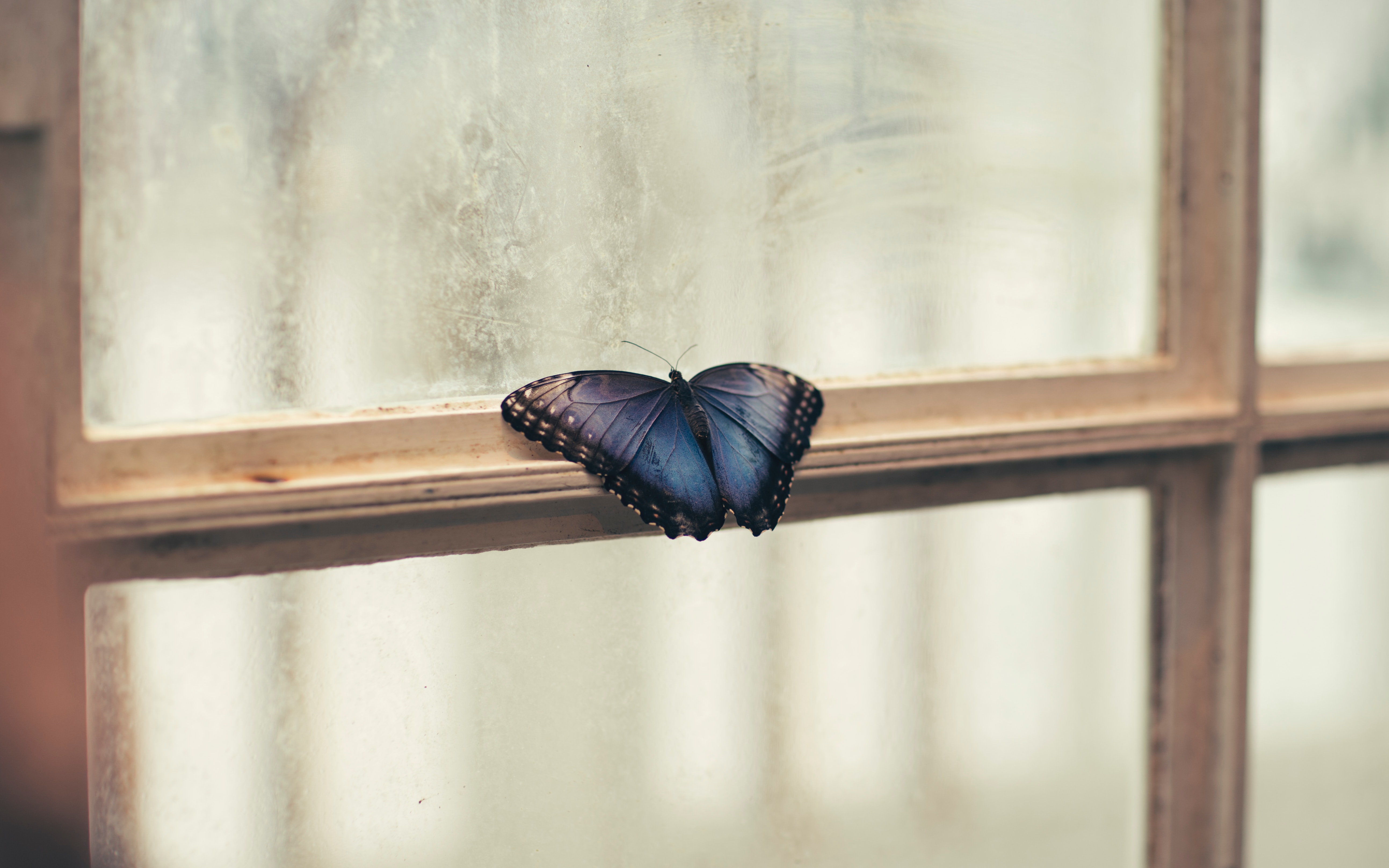 butterfly sitting on window side 1574938212