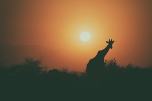 camel silhouette 1574937978