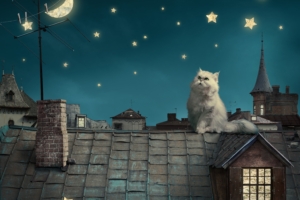 cat moon stars digital art dreamy 1574938041