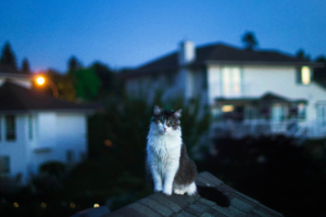 cat on roof 1574938056