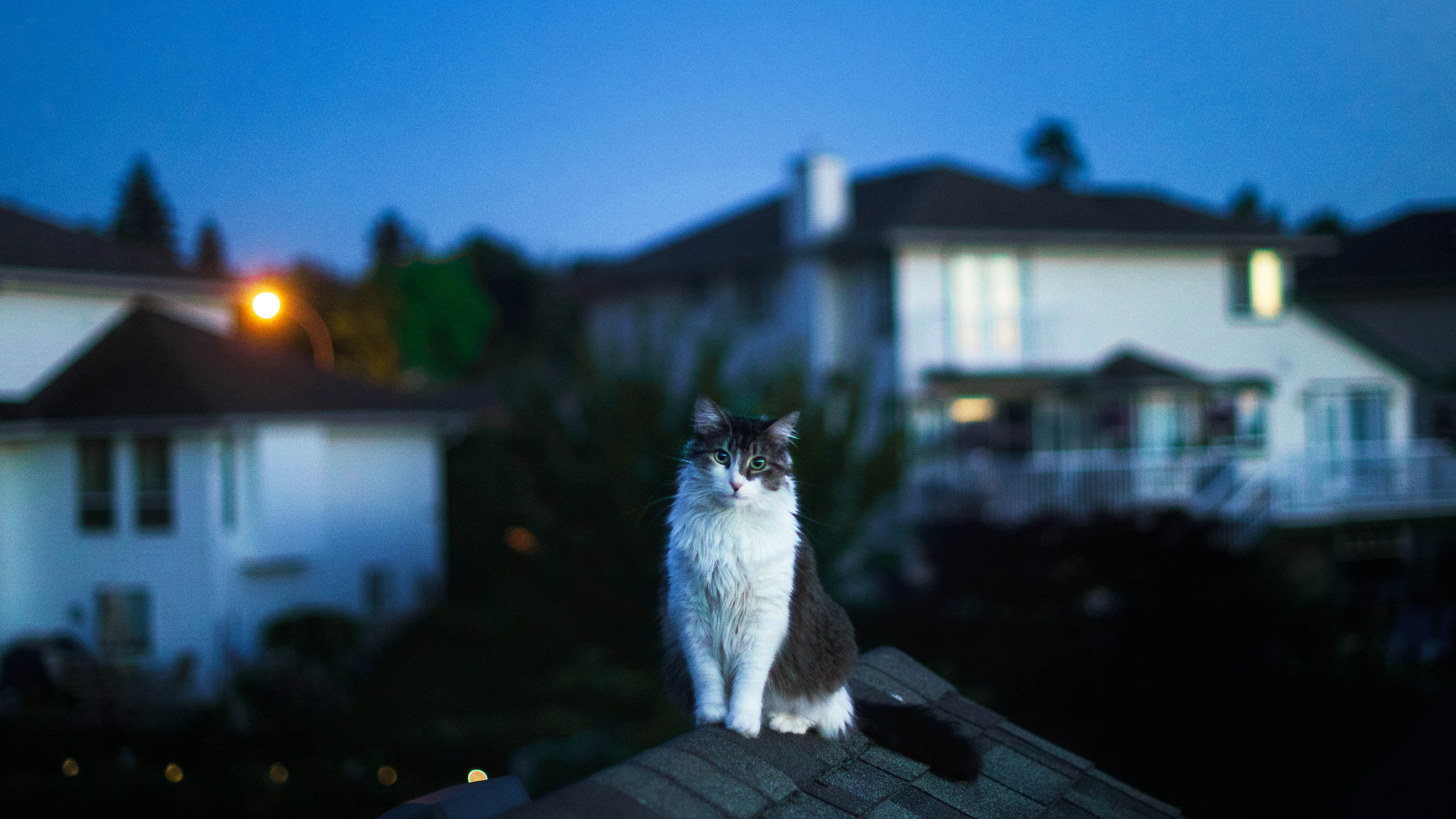 cat on roof 1574938056