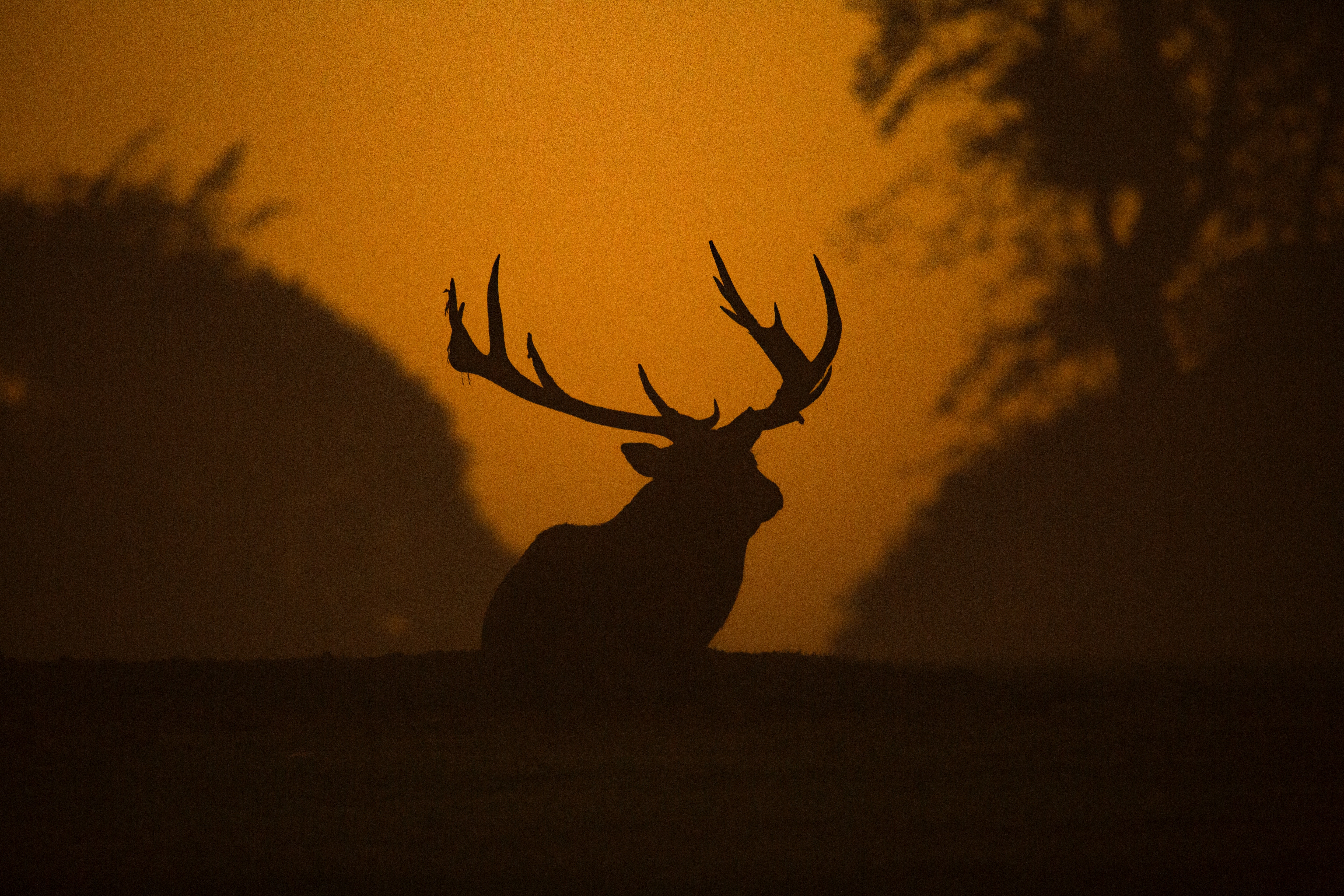 deer silhouette 1574937979