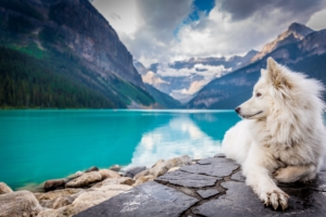 dog lake louise 1574937975