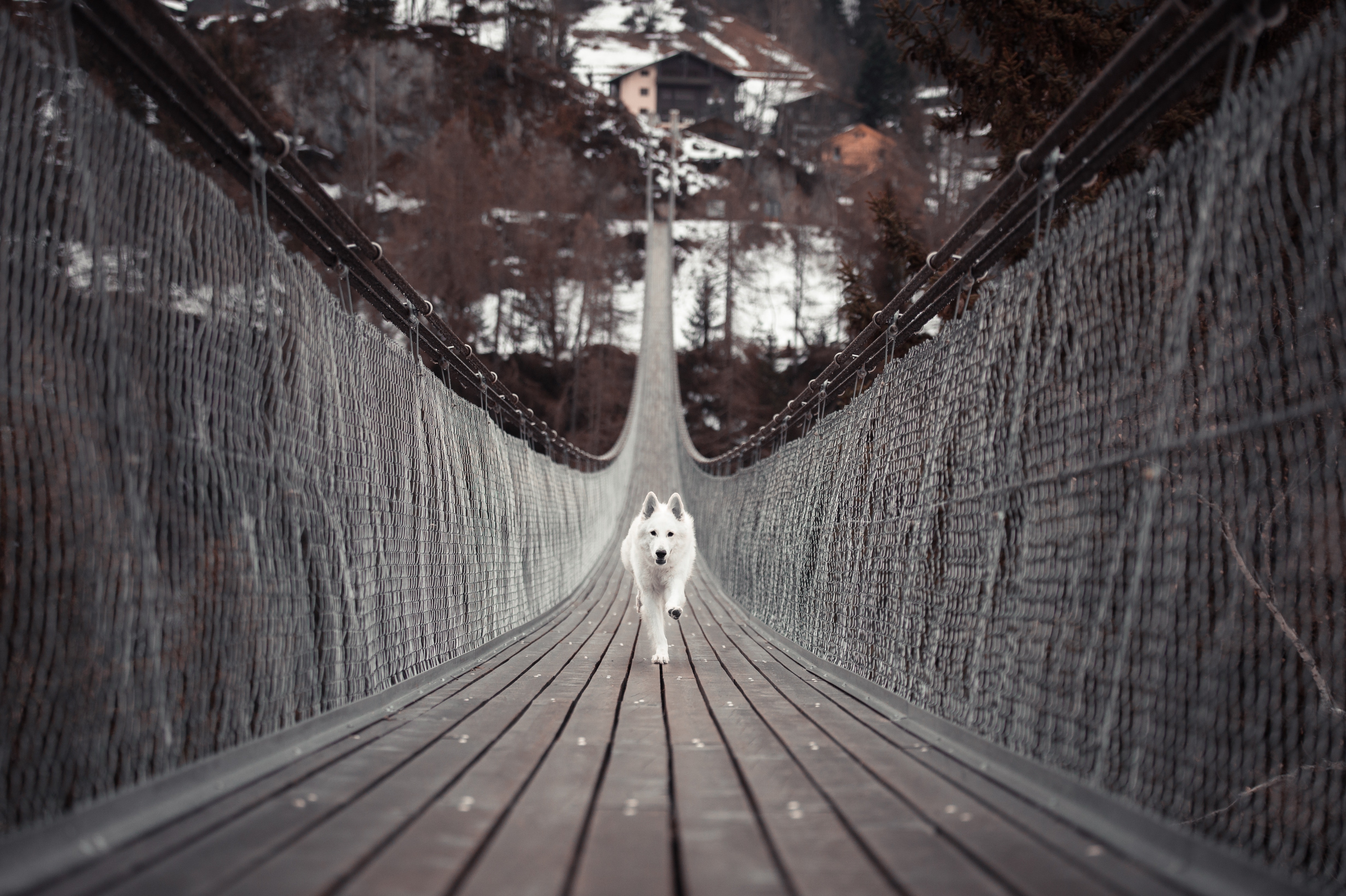 dog running bridge 1574938020