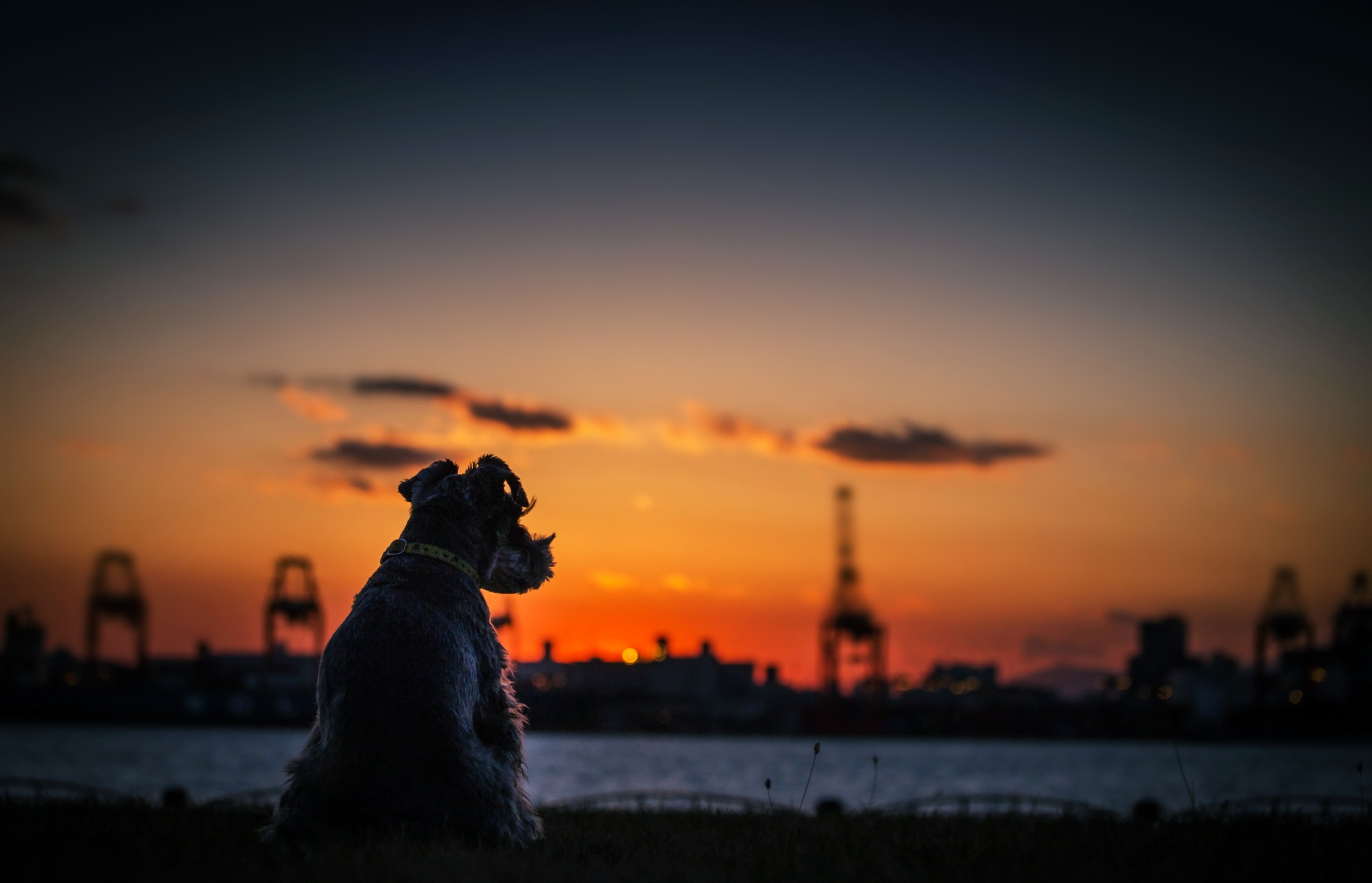 dog sunset silhouette 1574938032