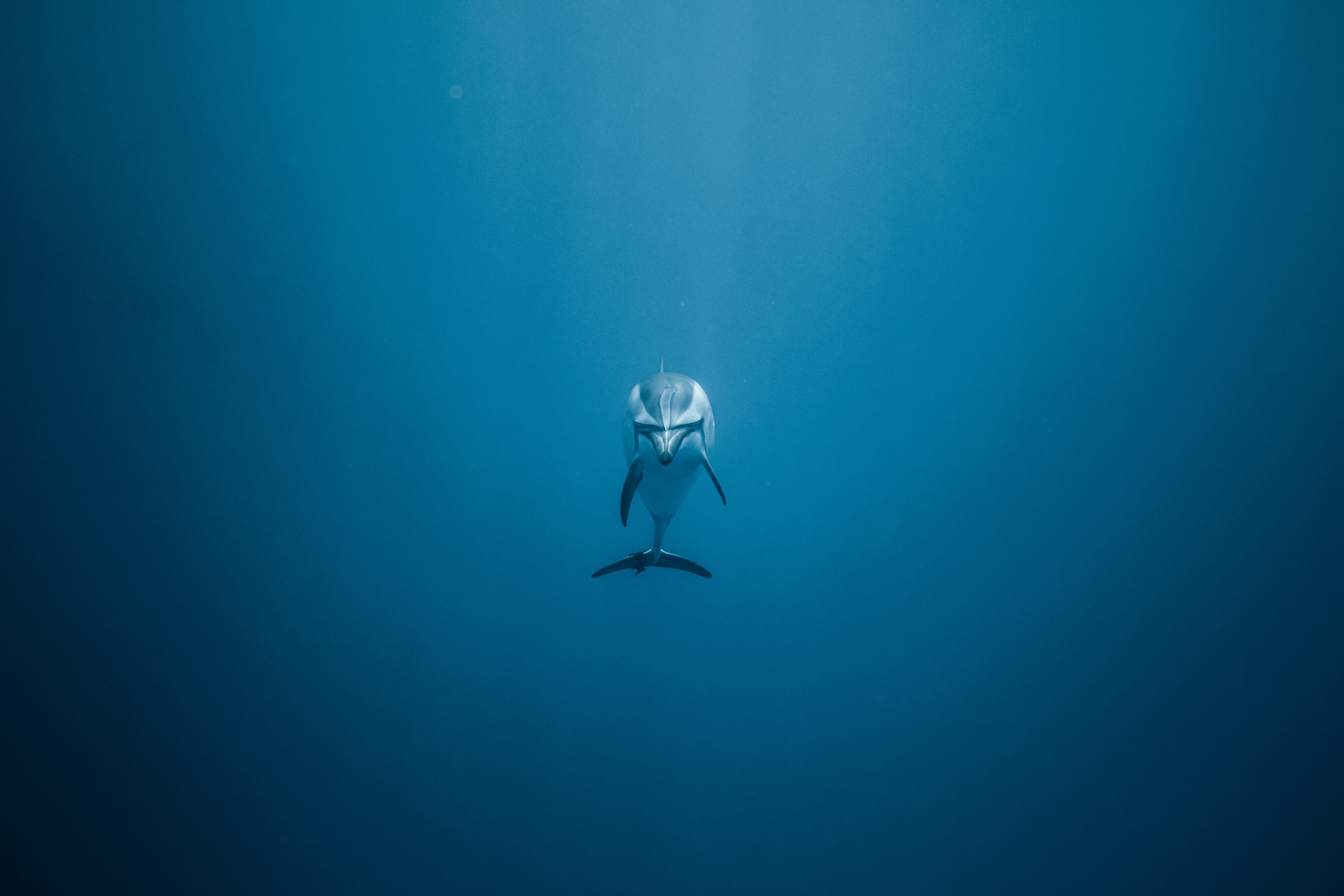 dolphin underwater 1574938193