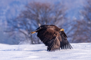 eagle in snow 1574939505