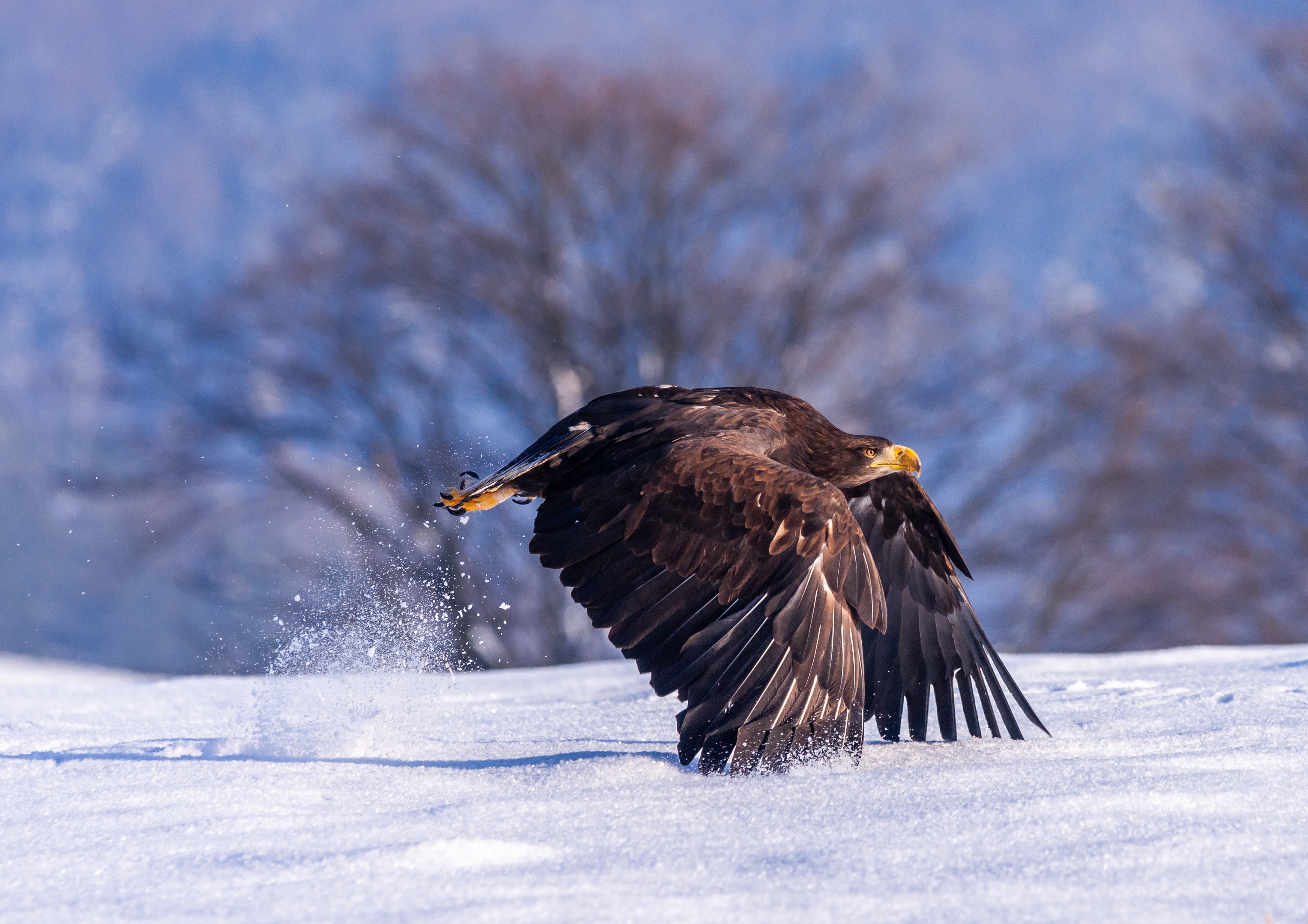 eagle in snow 1574939505