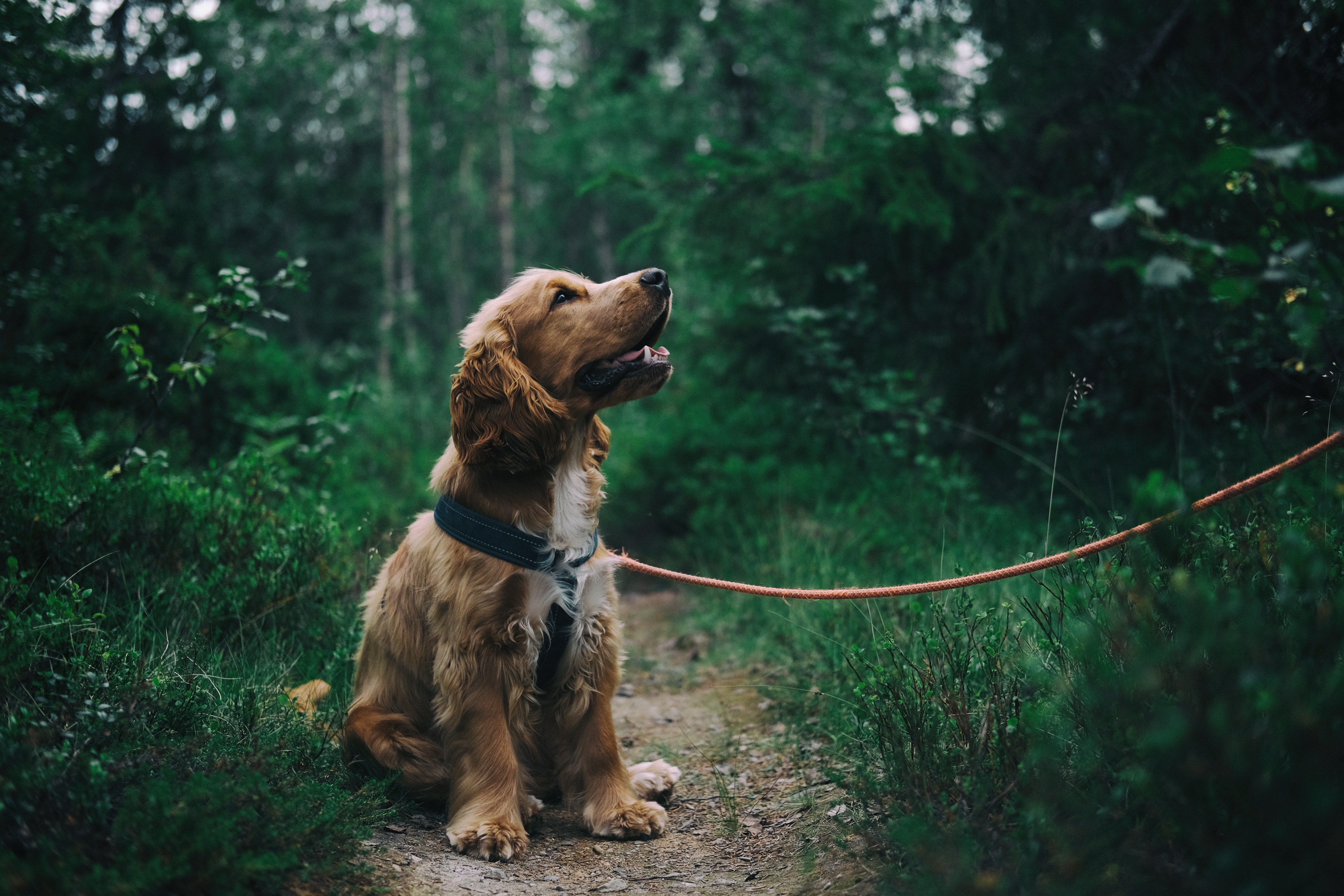 english cocker spaniel puppy 1574938117